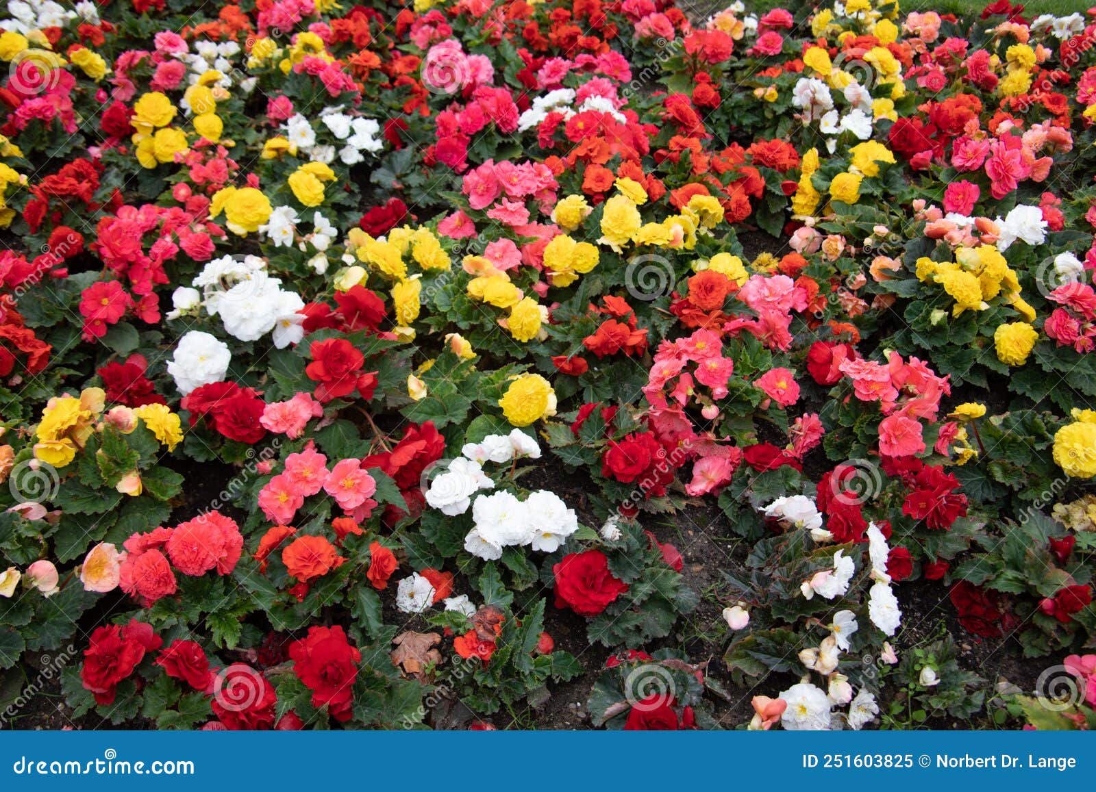 Colourful flowers stock image. Image of wuppertal, leaves 251603825