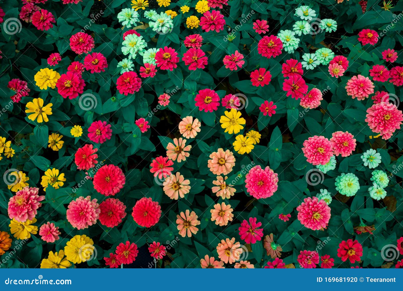 Colourful Flowers with Red, Yellow, Orange with Green Leaf Background Use  To Design Wallpaper or Nature Background Stock Photo - Image of color,  present: 169681920