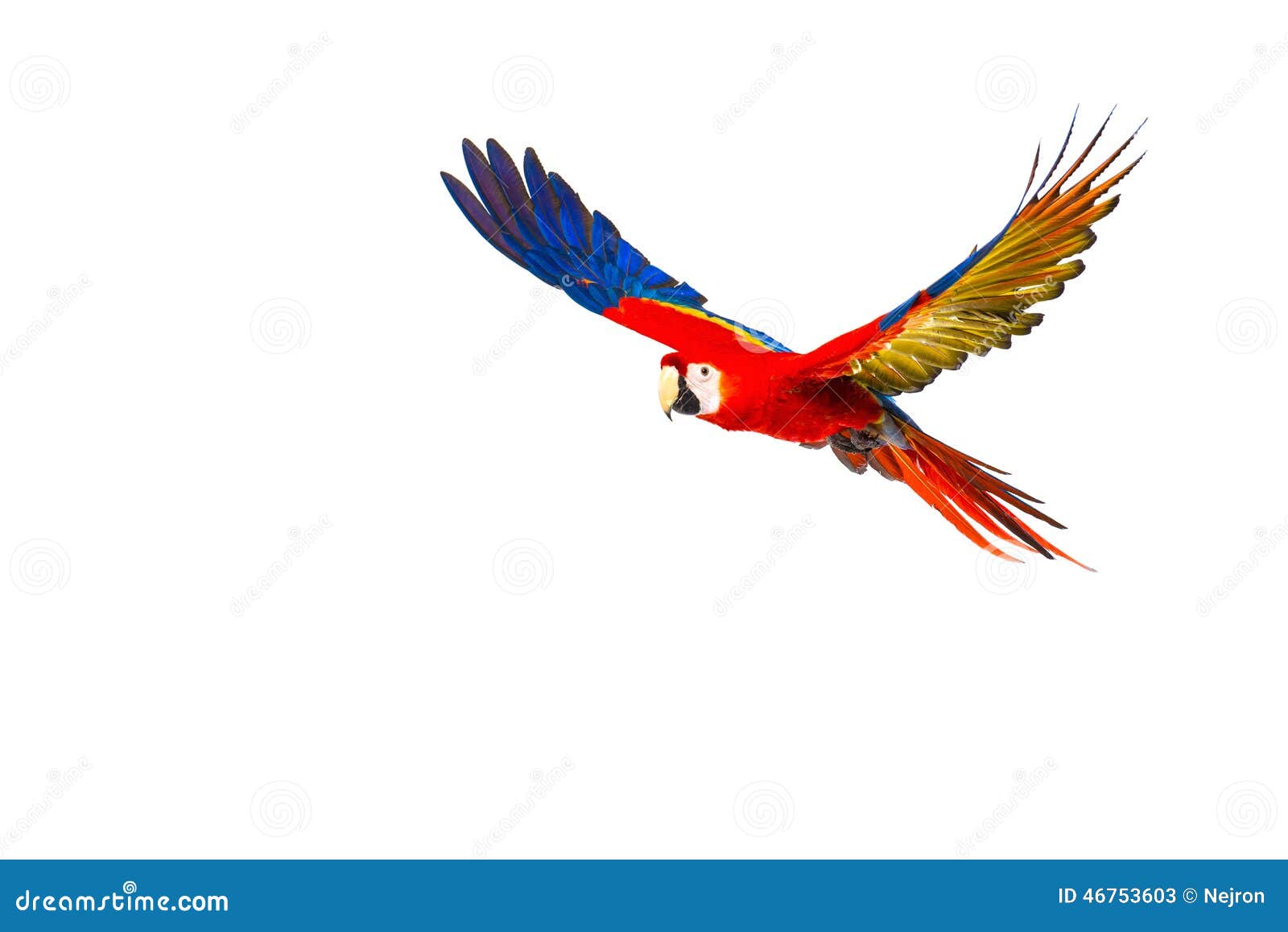 colourful flying parrot