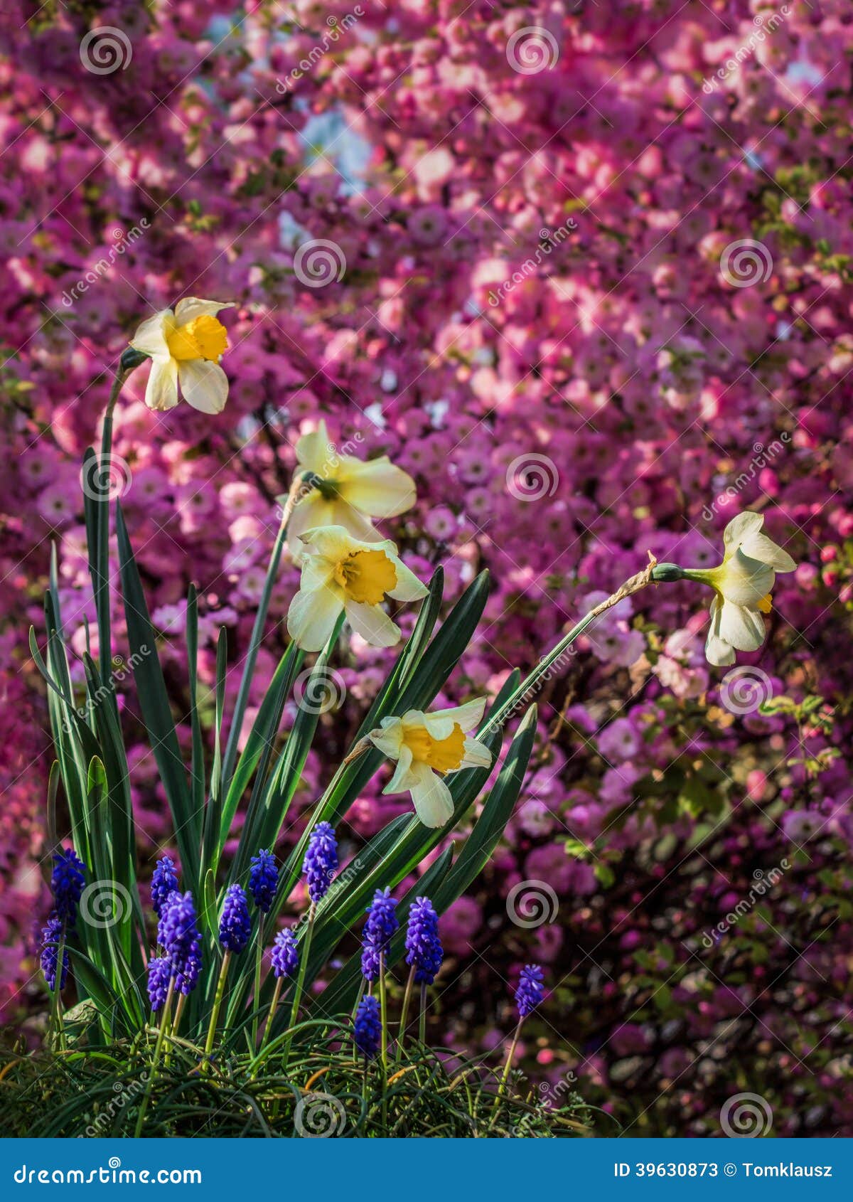 Colourful garden stock image. Image of blue, outdoors - 39630873