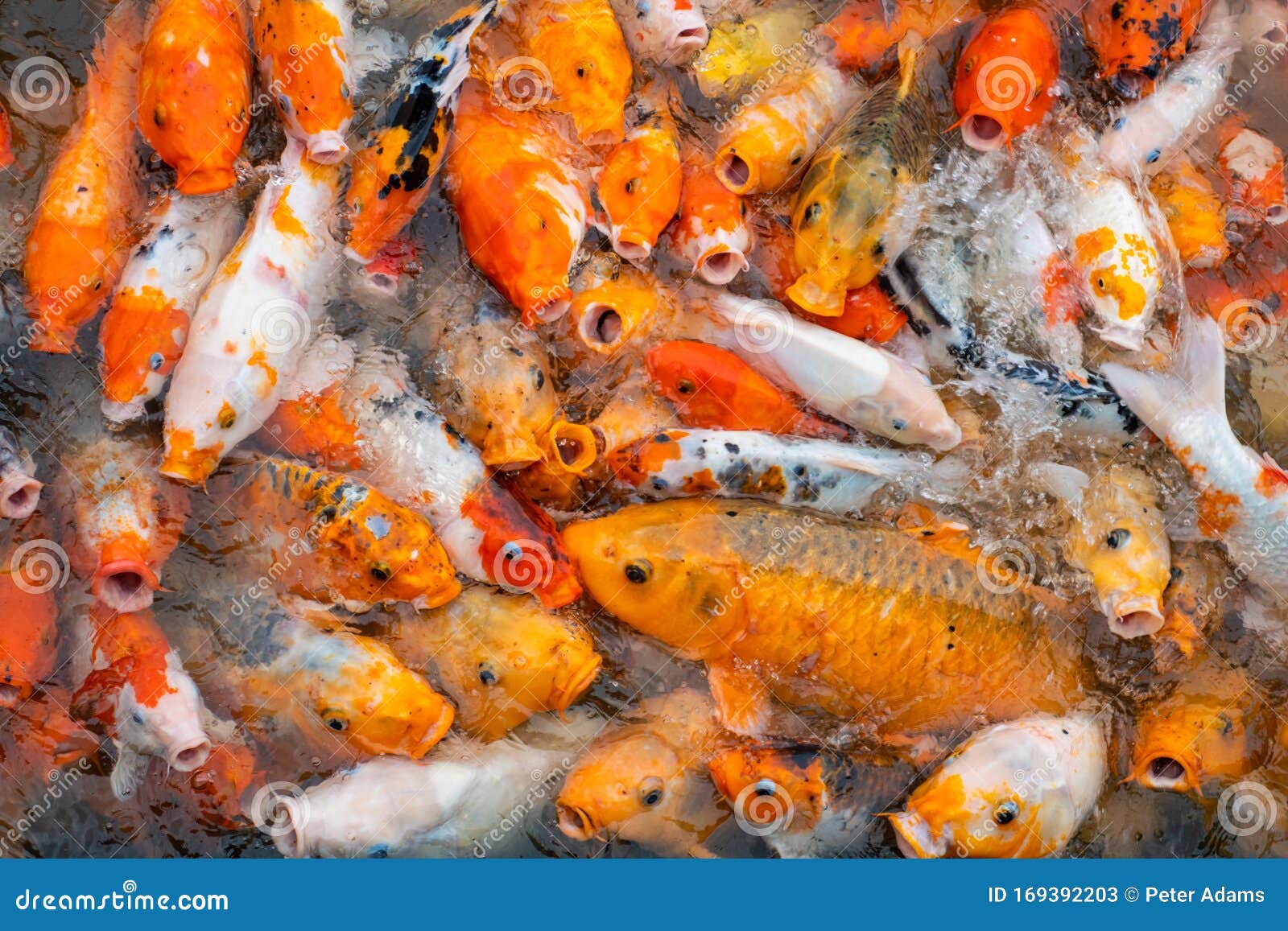 Colourful Koi Fish in the Floating Farm Stock Image - Image of japanese