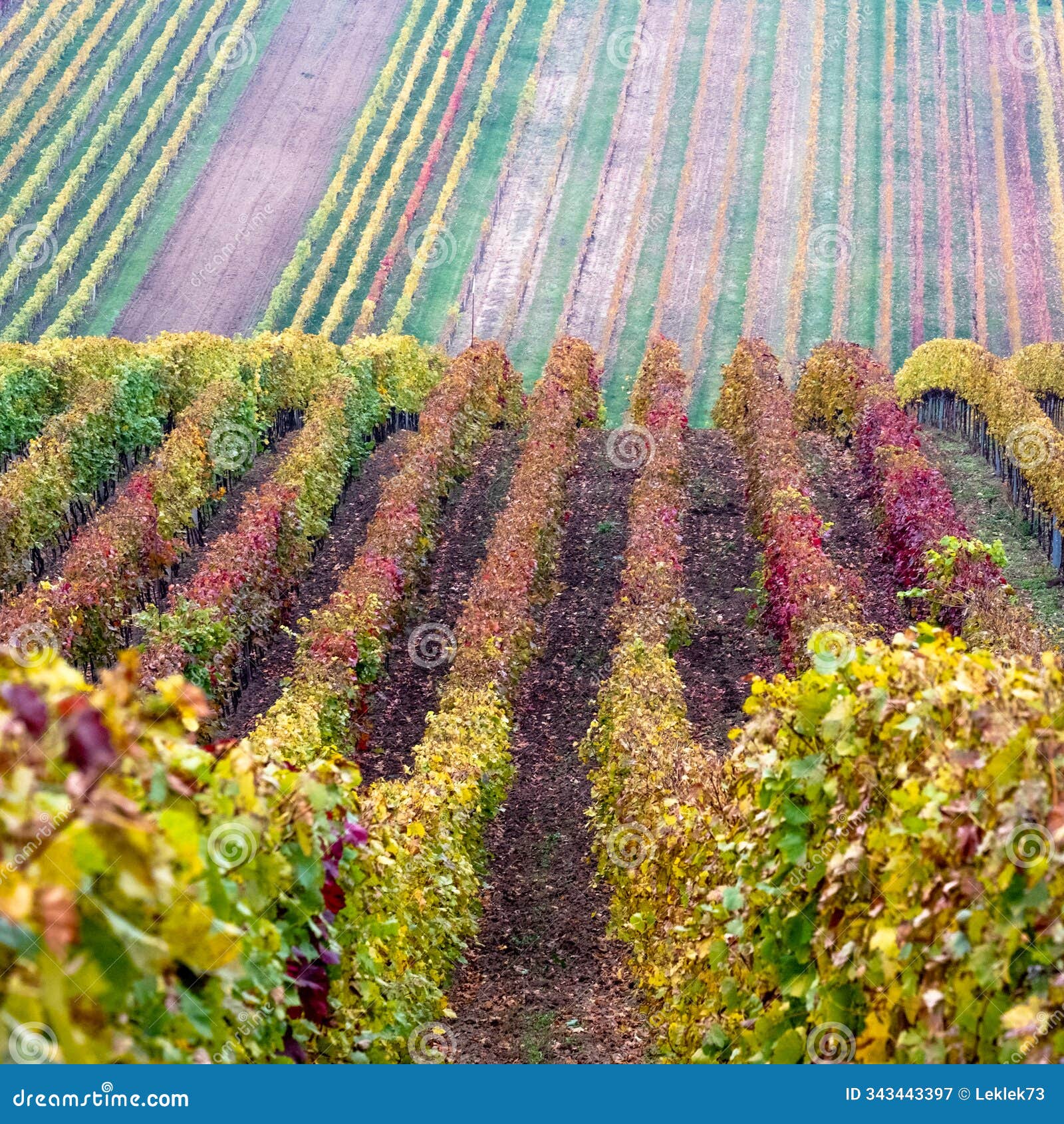 colourful landscape with vineyards, photographed in autumn in moravian tuscany in the czech republic.