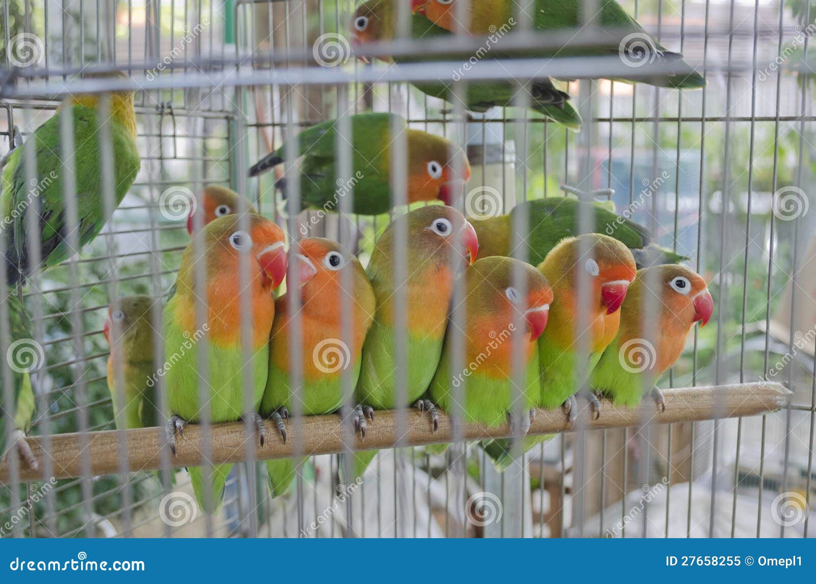 Colourful Lovebirds in a Cage Stock Image Image of birdcage, colorful