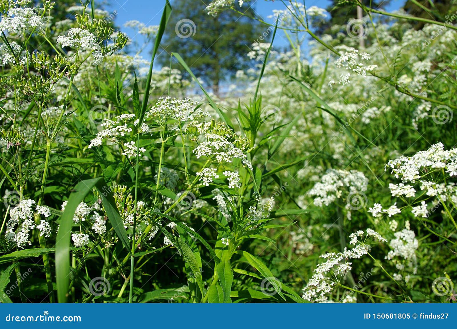 colourful nature in dalarna in sweden.