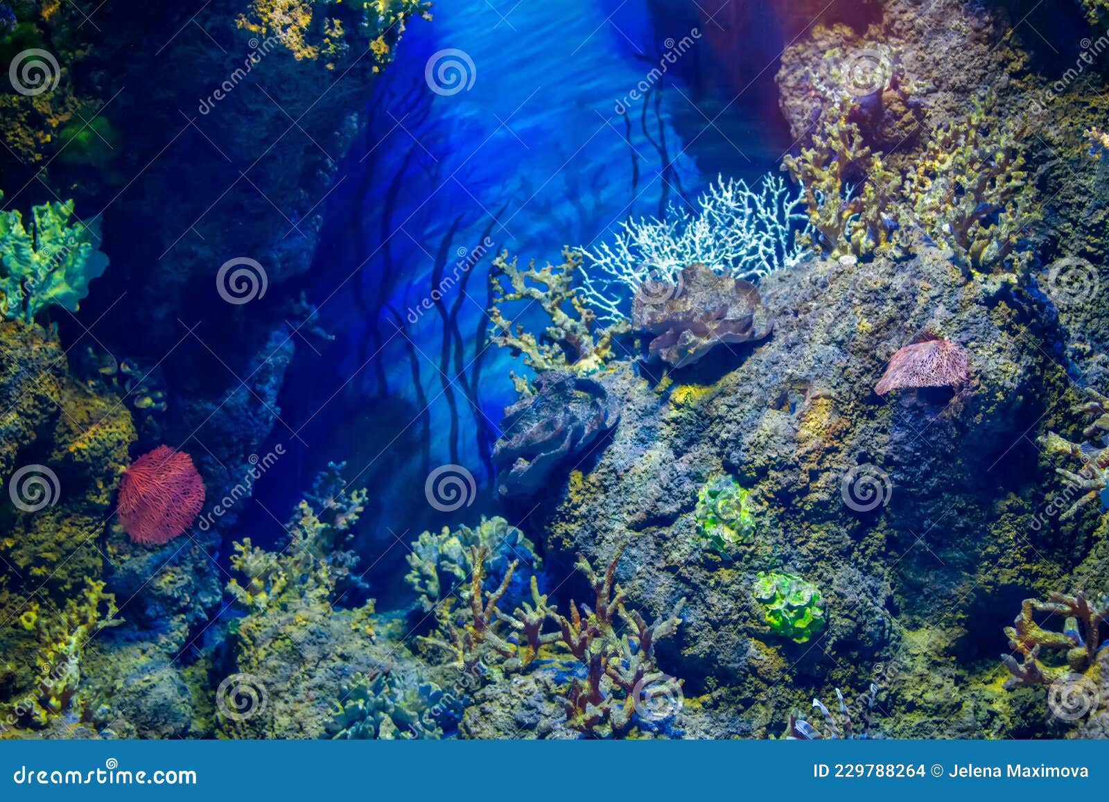 Colourful Ocean Aquarium with Corals, Plants and Rocks Stock Photo