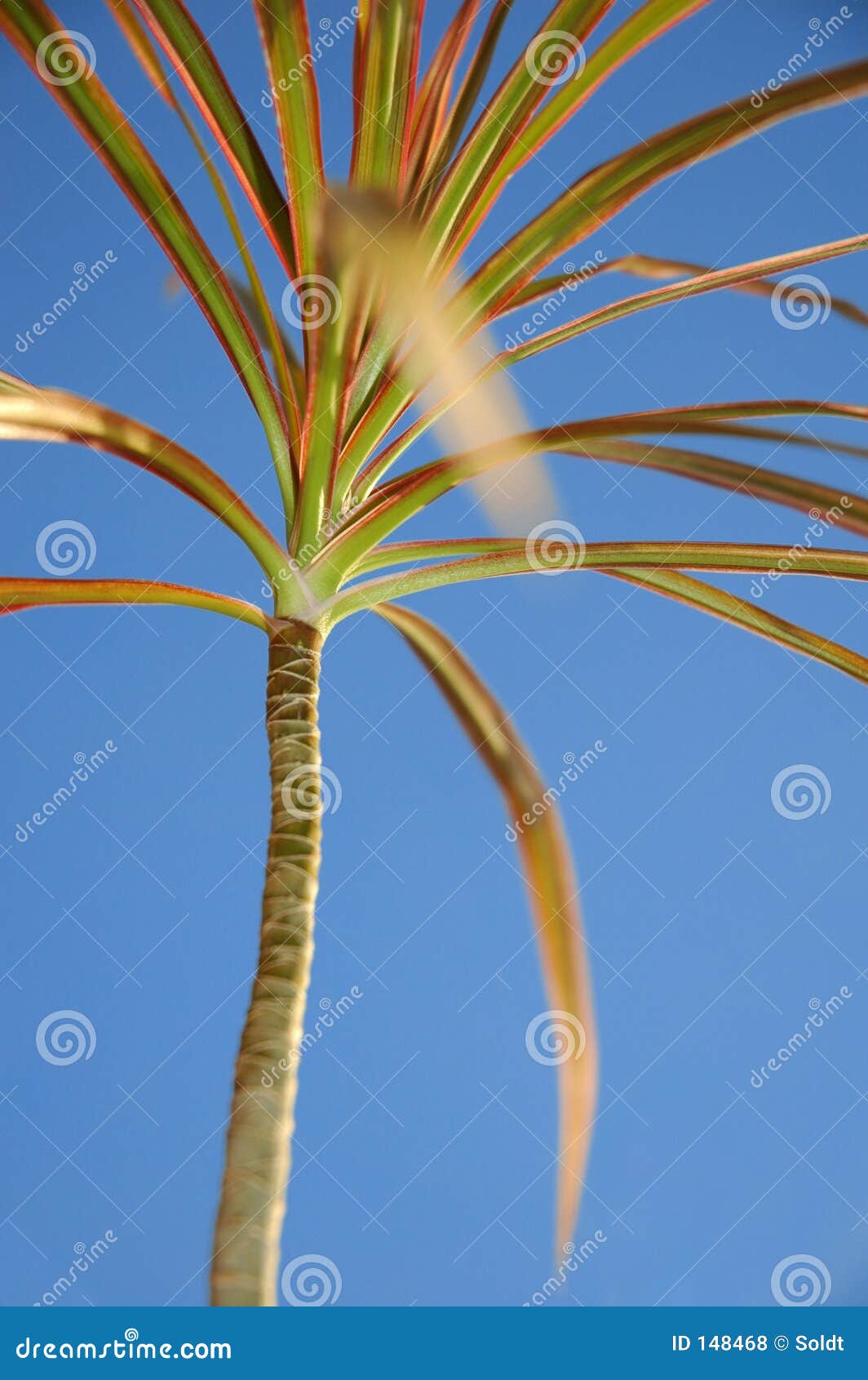 colourful palmtree