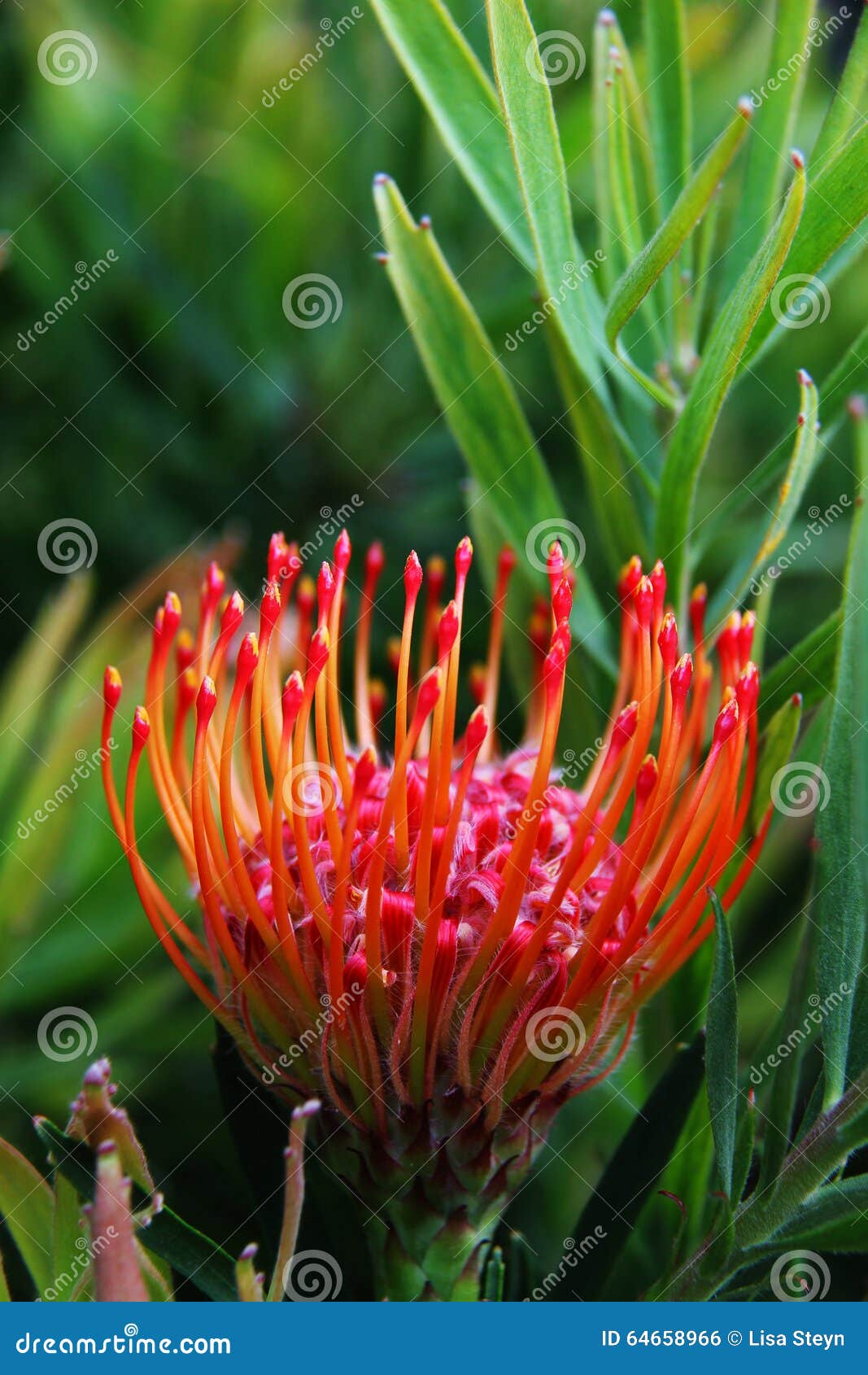 A Colourful Pincushion Protea Stock Photo Image of green, single