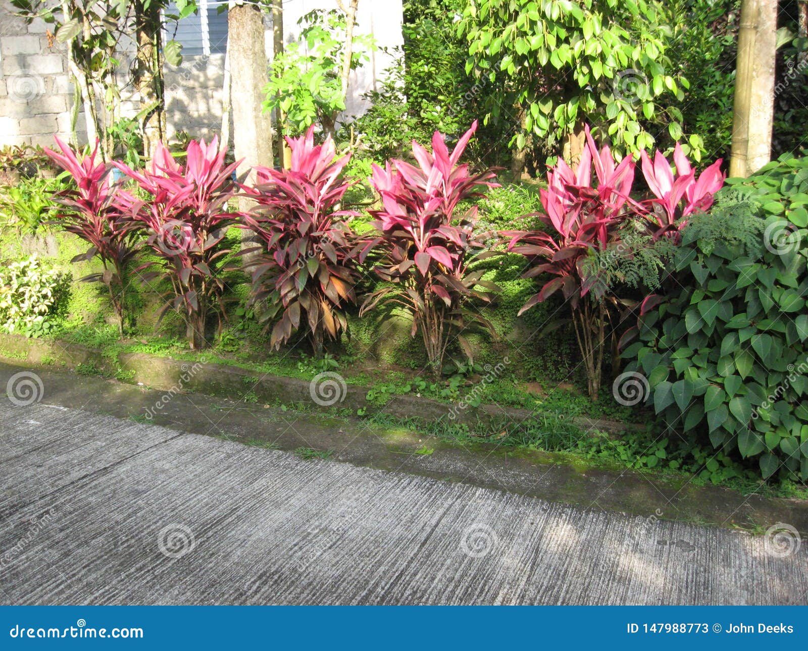 colourful plants along a street in san isidro, lipa city, philippines