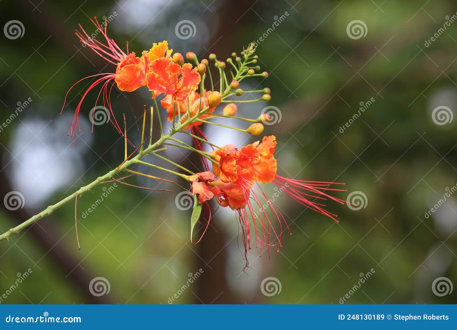 Colourful, Tropical Plants in Bangalore, Southern India Stock Image ...