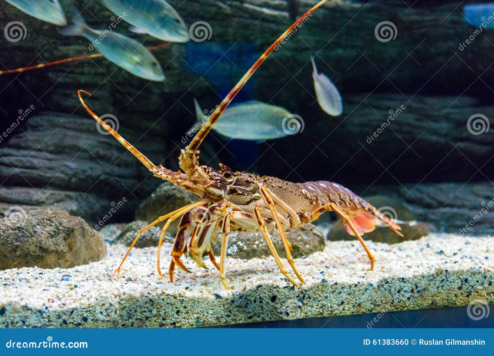 Colourful Tropical Rock Lobster Under Water Stock Photo Image of