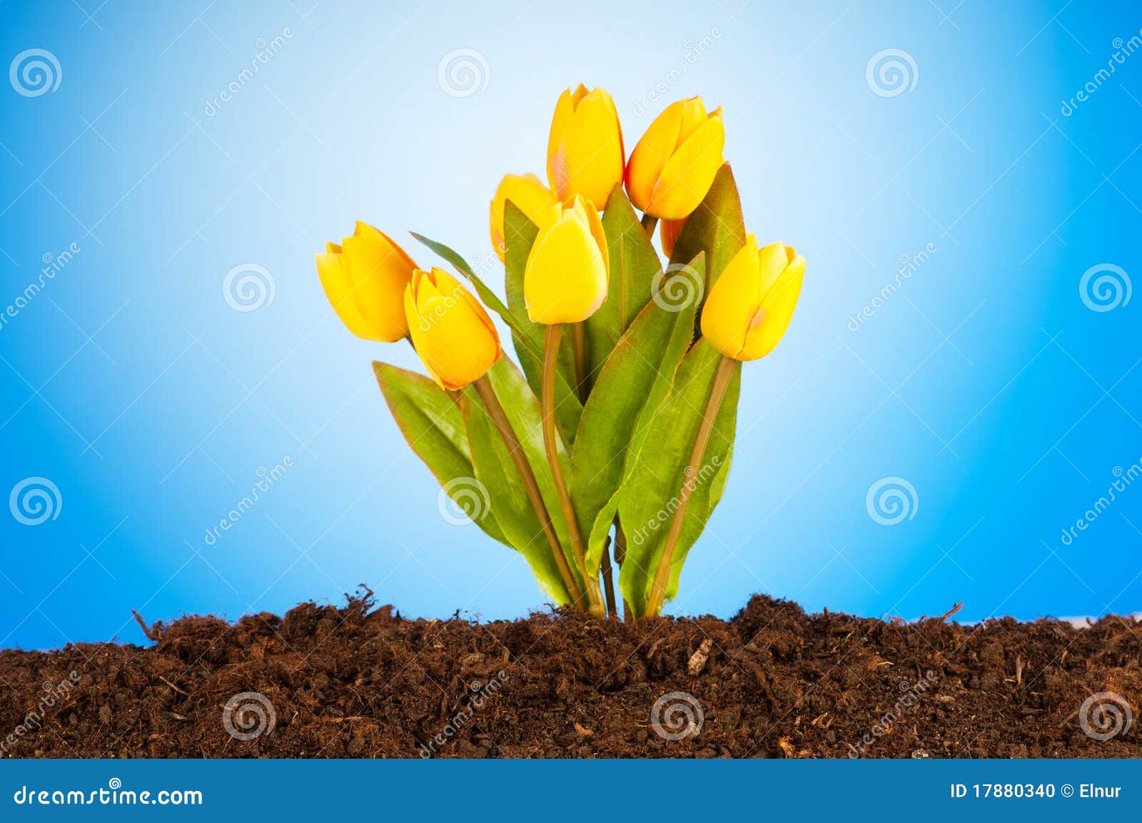 Colourful Tulip Flowers in the Soil Stock Photo Image of basket