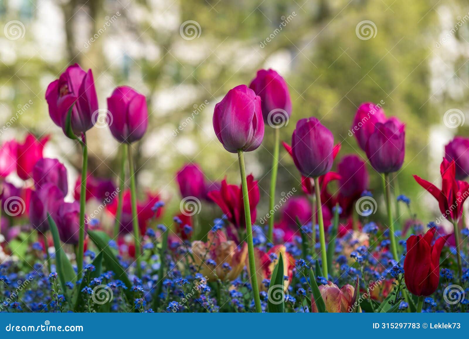 colourful tulips, photographed in springtime at victoria embankment gardens on the bank of the river thames in central london, uk.