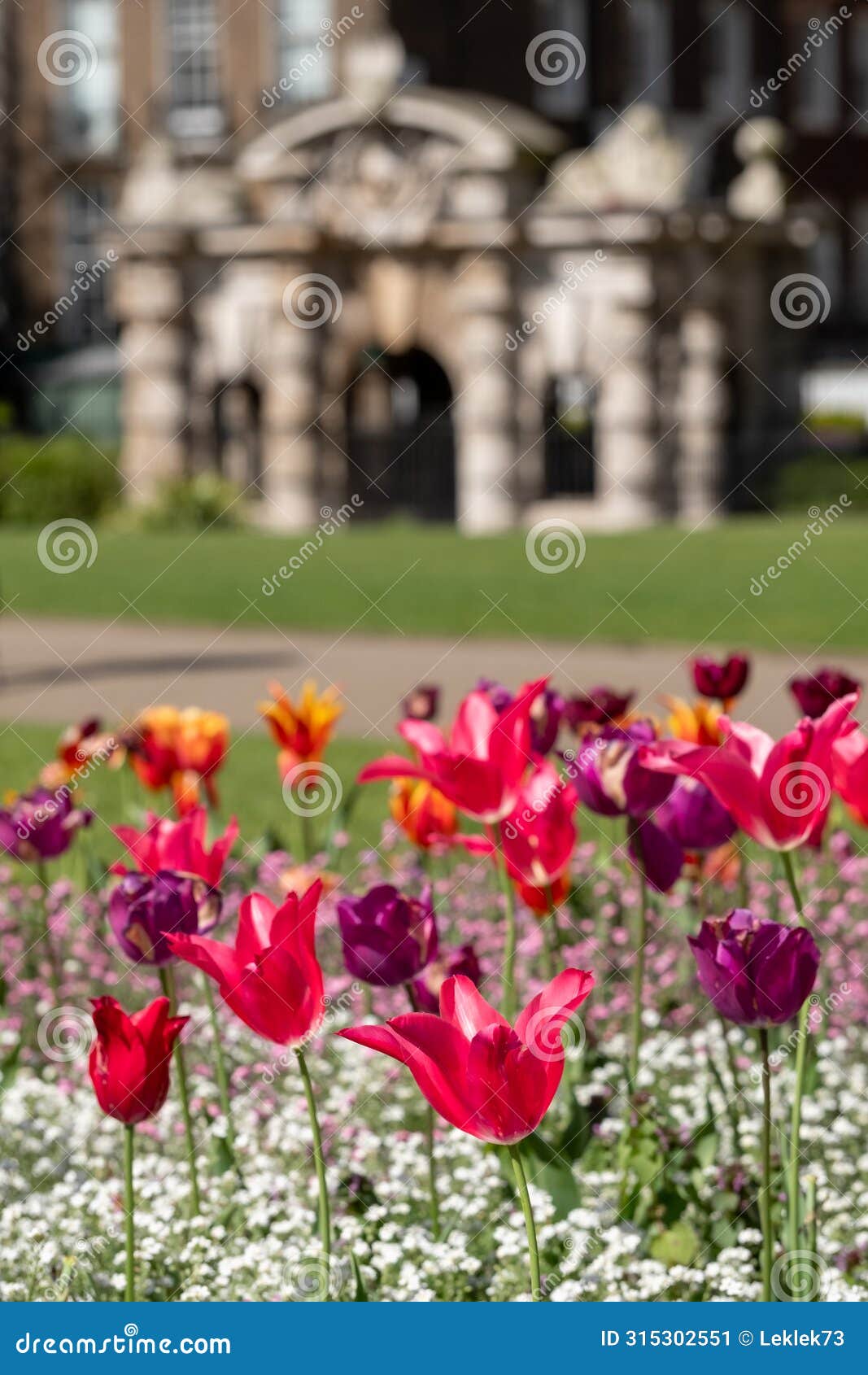 colourful tulips, photographed in springtime at victoria embankment gardens on the bank of the river thames in central london, uk.