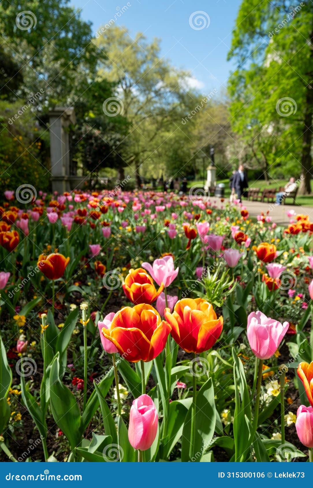 colourful tulips, photographed in springtime at victoria embankment gardens on the bank of the river thames in central london, uk.