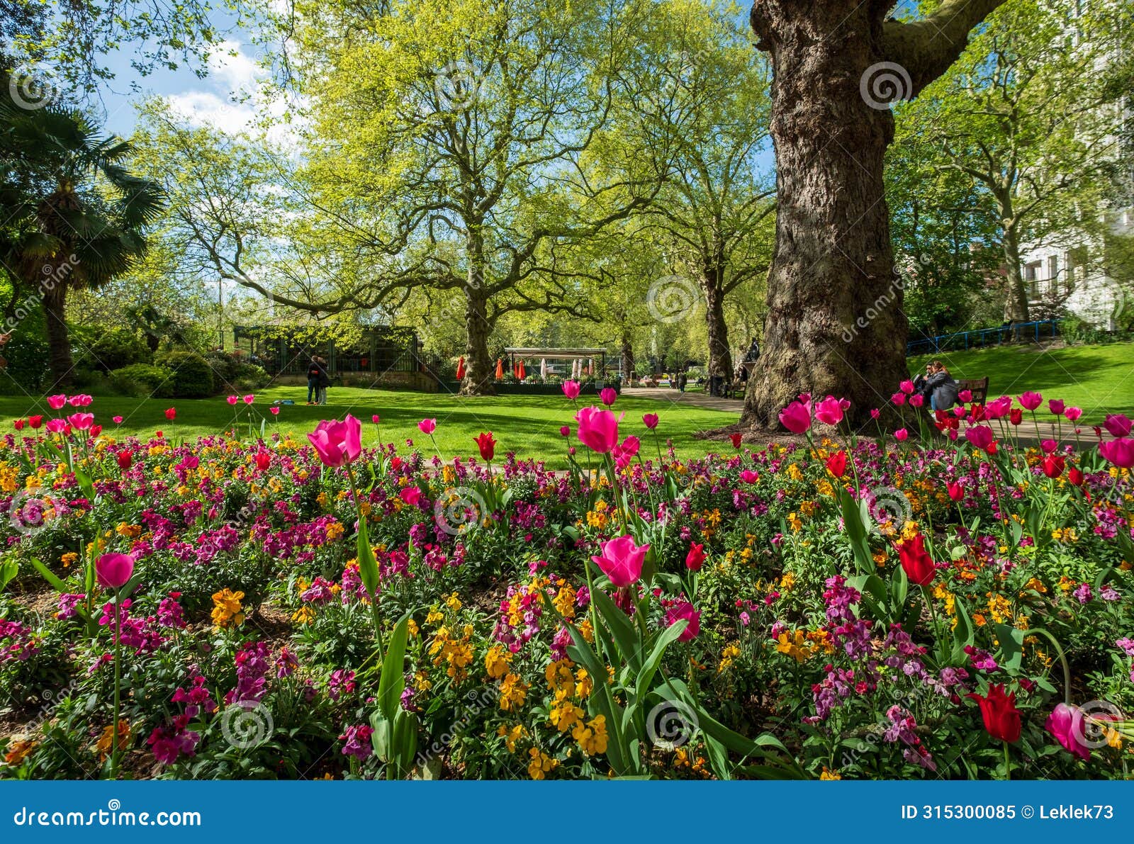 colourful tulips, photographed in springtime at victoria embankment gardens on the bank of the river thames in central london, uk.