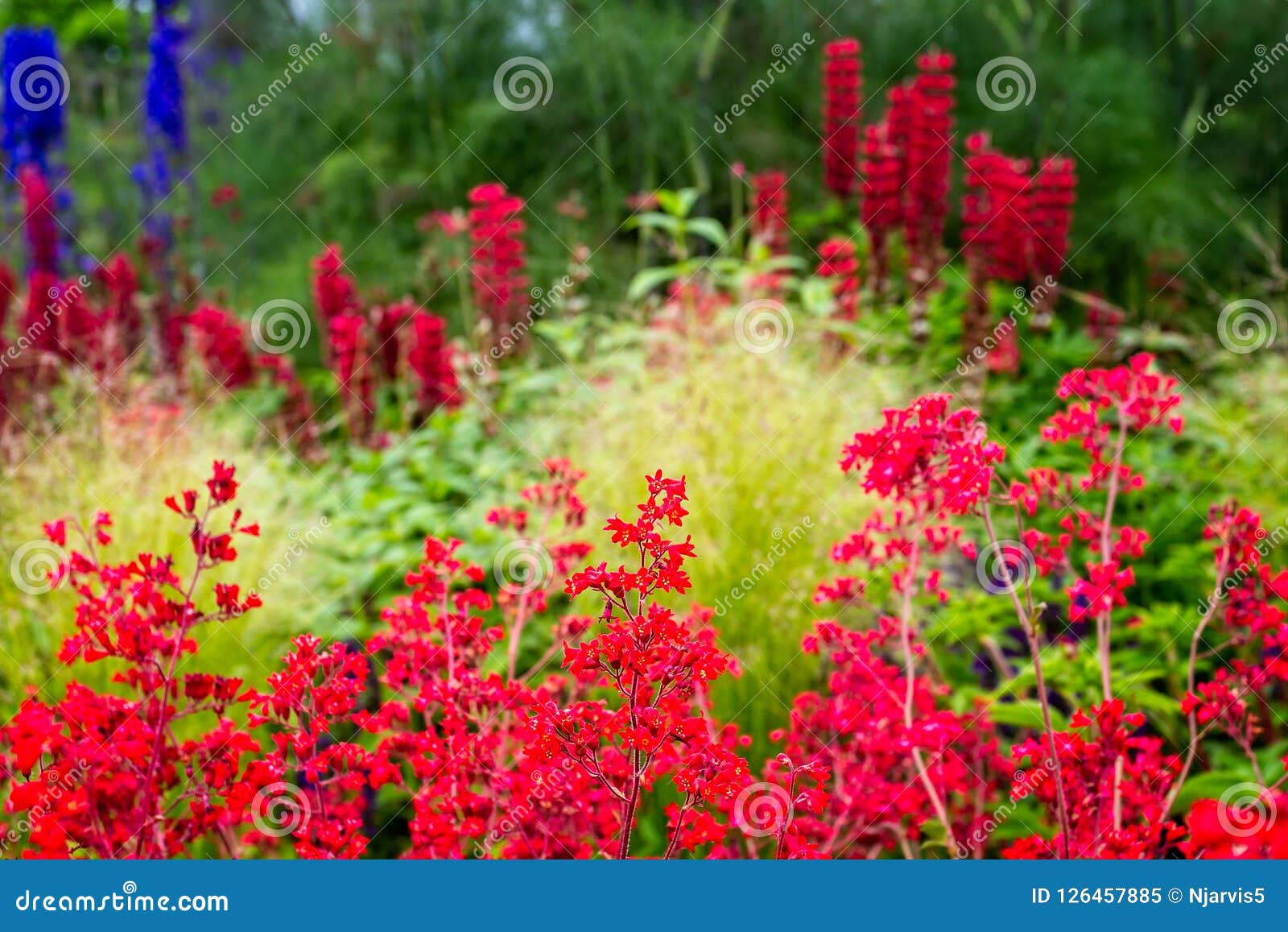 colourful and vibrant garden borde