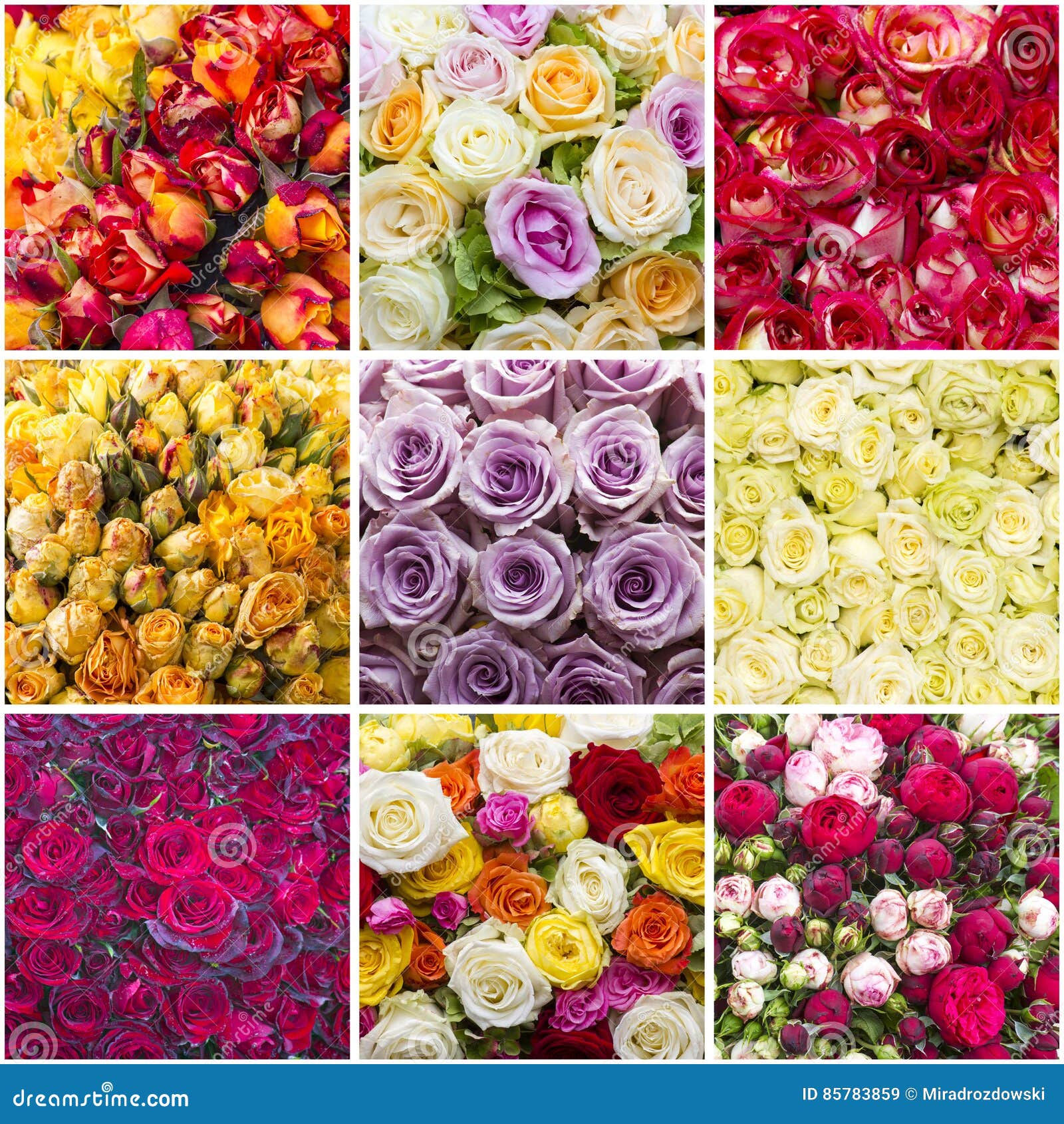 ColourfullRosen Collage stockbild. Bild von blühen 85783859