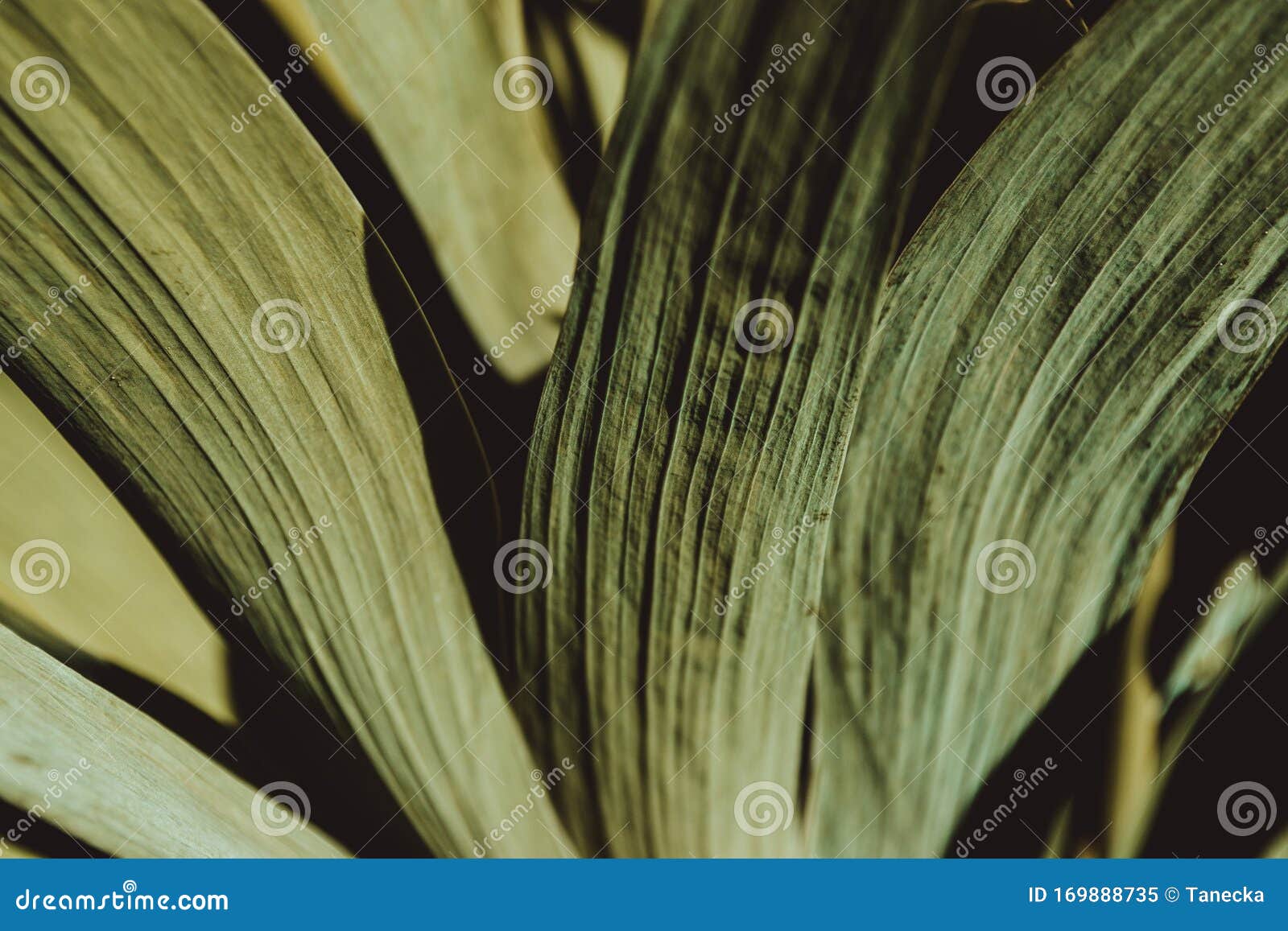 colourless green leaves. green leaf texture. floral background. botanical garden. abstract foliage close-up. nature spring concept