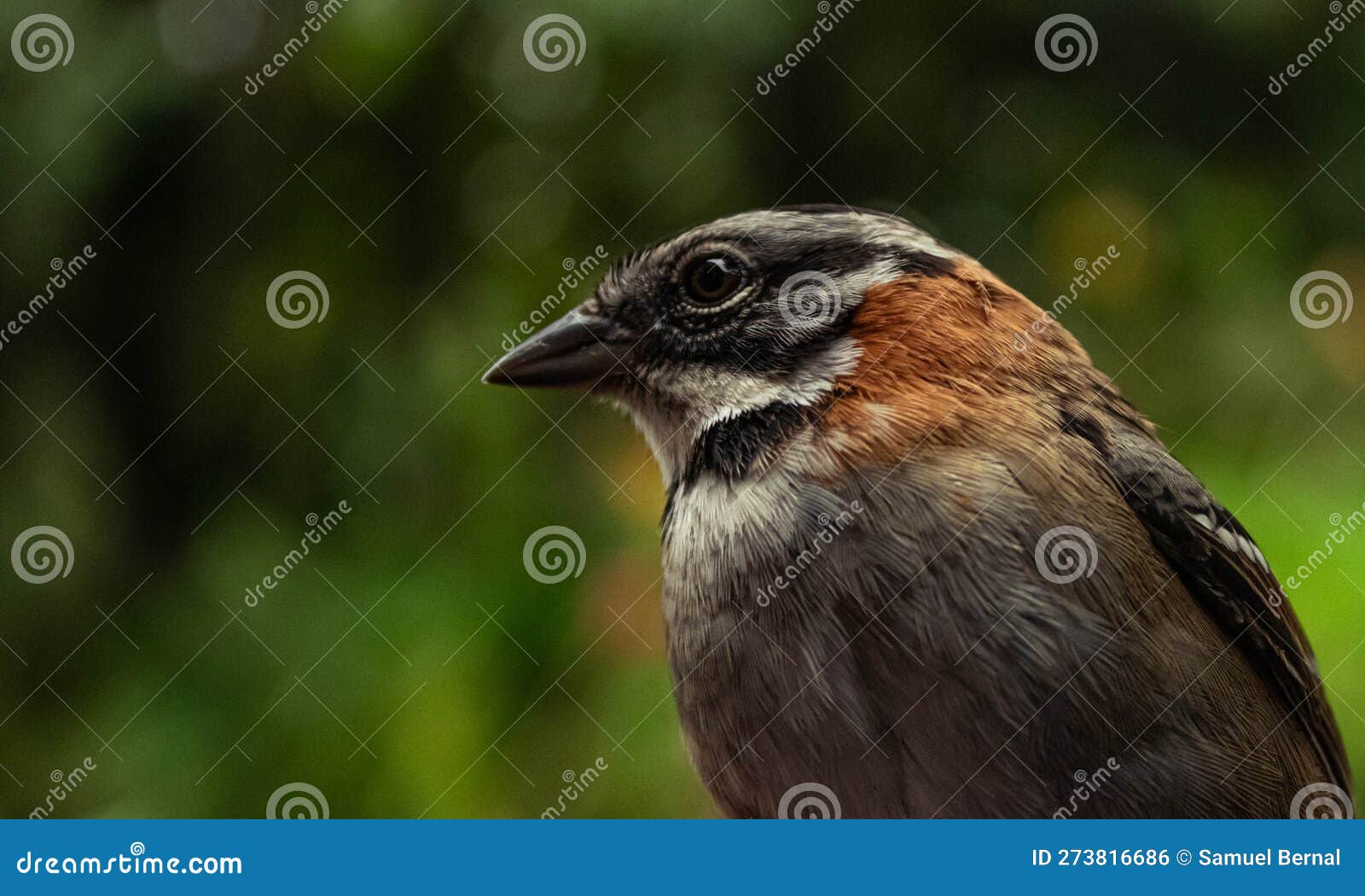 colseup of a rofous collared sparrow
