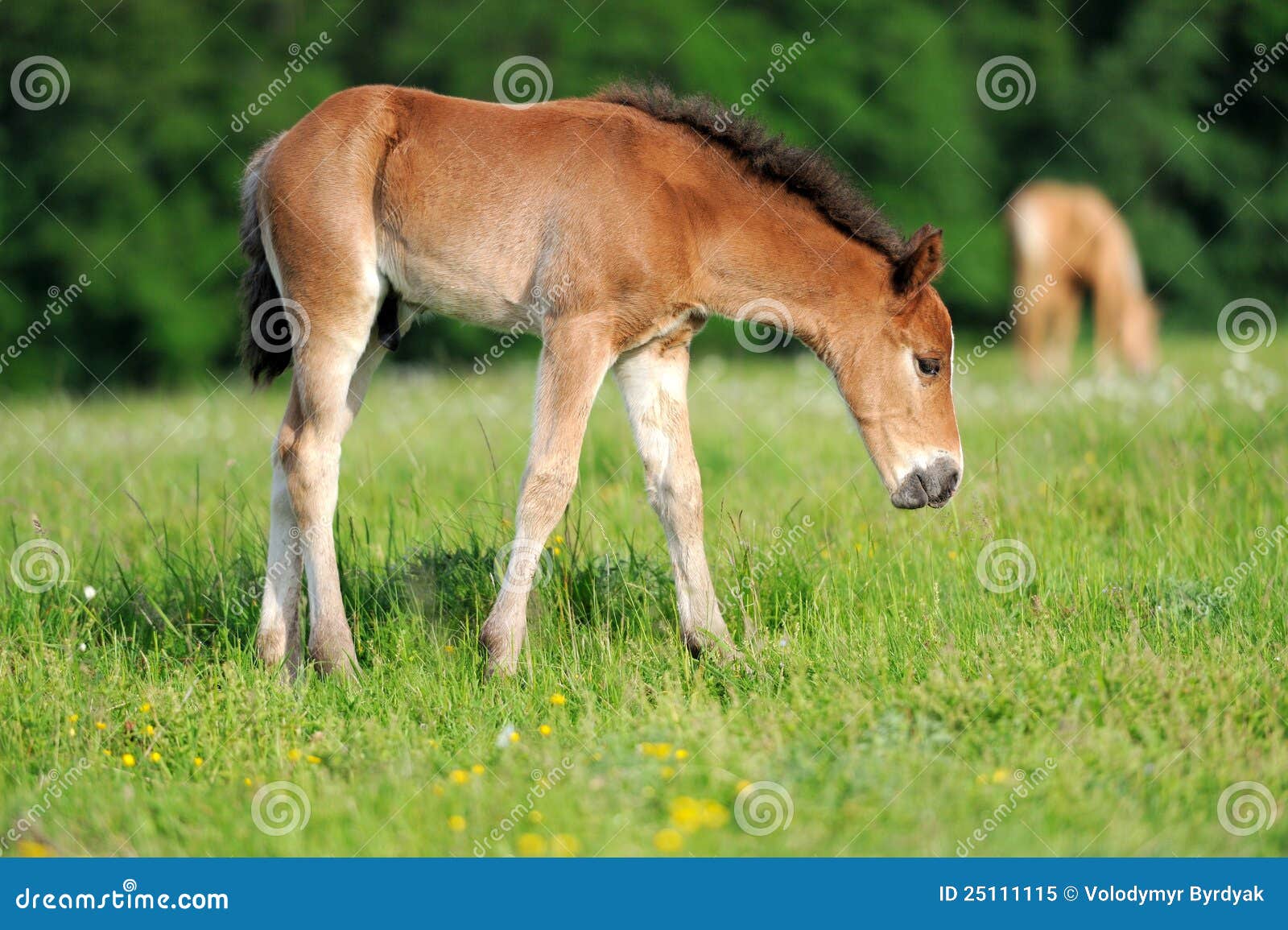 Colt stock image. Image of jump, green, blue, male, mane - 25111115