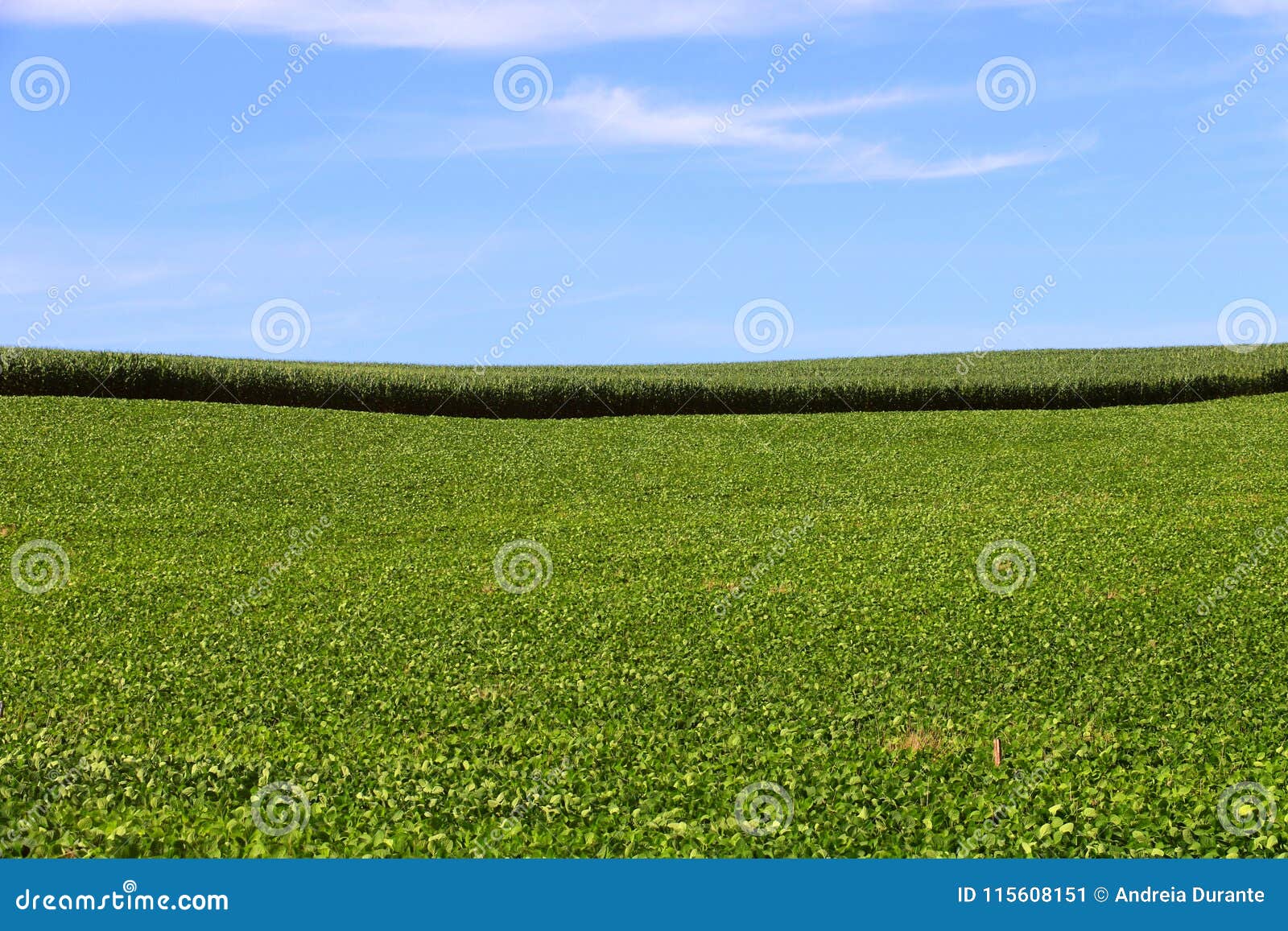 Coltivazione del cereale e della soia nel sud del Brasile Bei campi verdi che crescono parallelamente con il cielo blu come fondo Agricoltura che genera soldi ed occupazione per l'economia locale Miglioramento rurale con tecnologia avanzata
