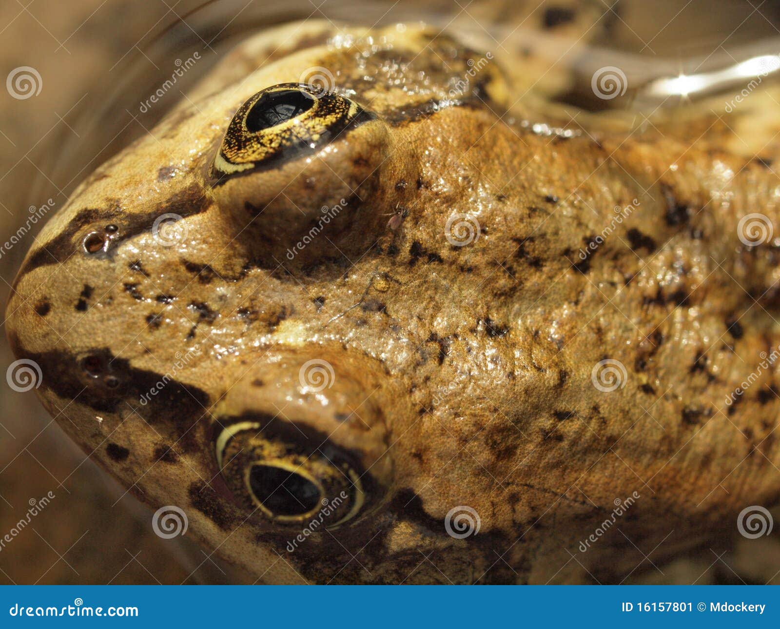 Columbia Spotted Frog stock image. Image of toad, nature - 16157801