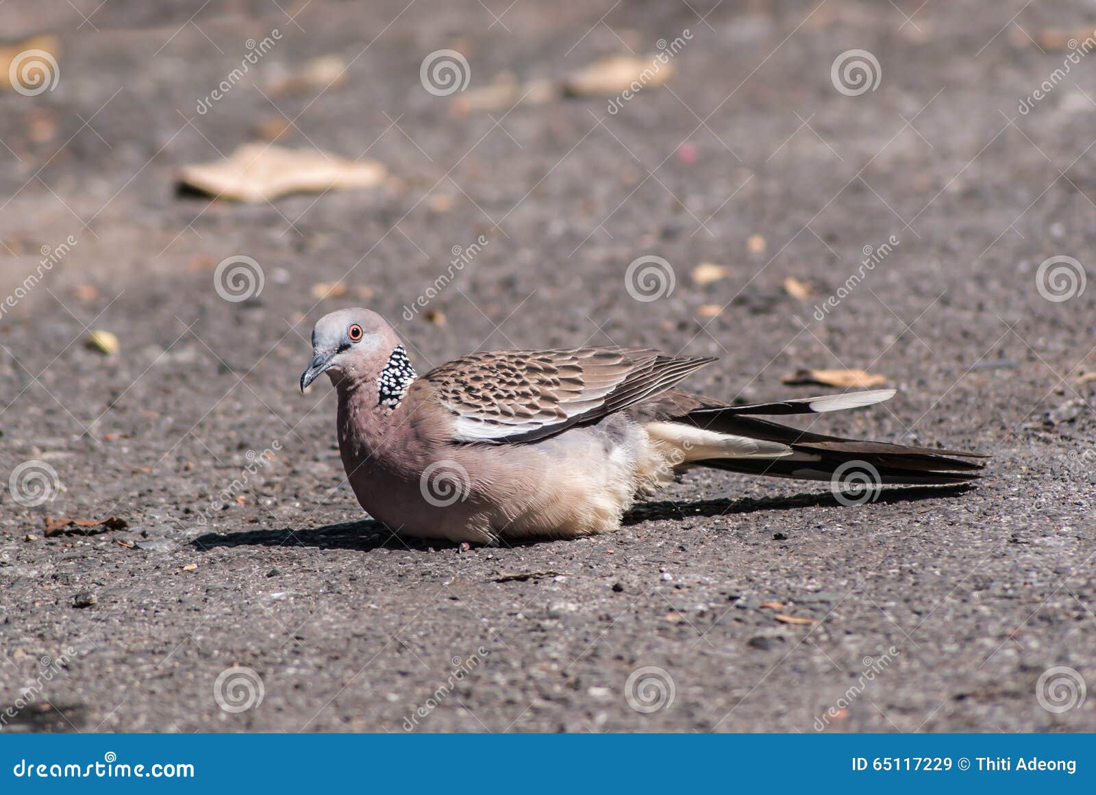 Columbidae Bird Sunbathe on the Floor Stock Image Image of colorful