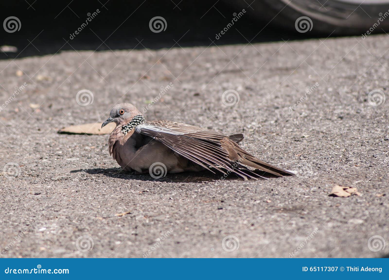 Columbidae Sunbathe on the Floor Stock Image Image of pigeon, zoology