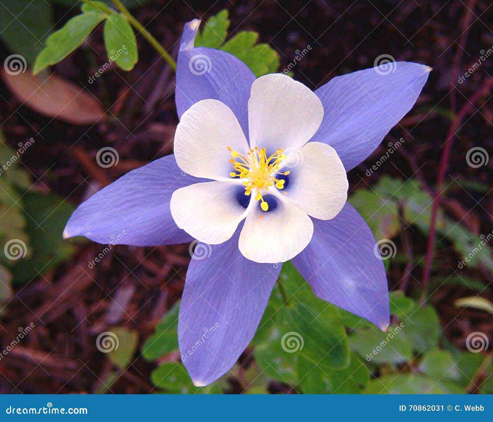 My Image 11