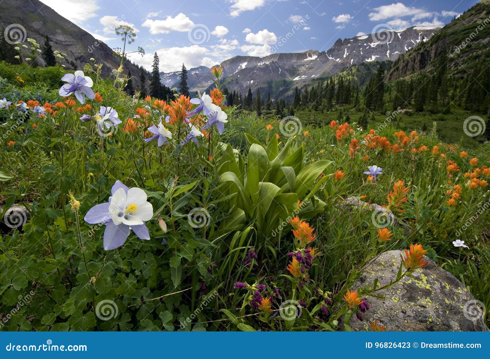 Columbine Flower Yankee Boy Basin 12 by 18 3dRose USA - Garden Flag Colorado Rocky Mountains Columbine Flower Yankee Boy Basin 12 by 18 3dRose USA - Garden Flag Colorado Rocky Mountains