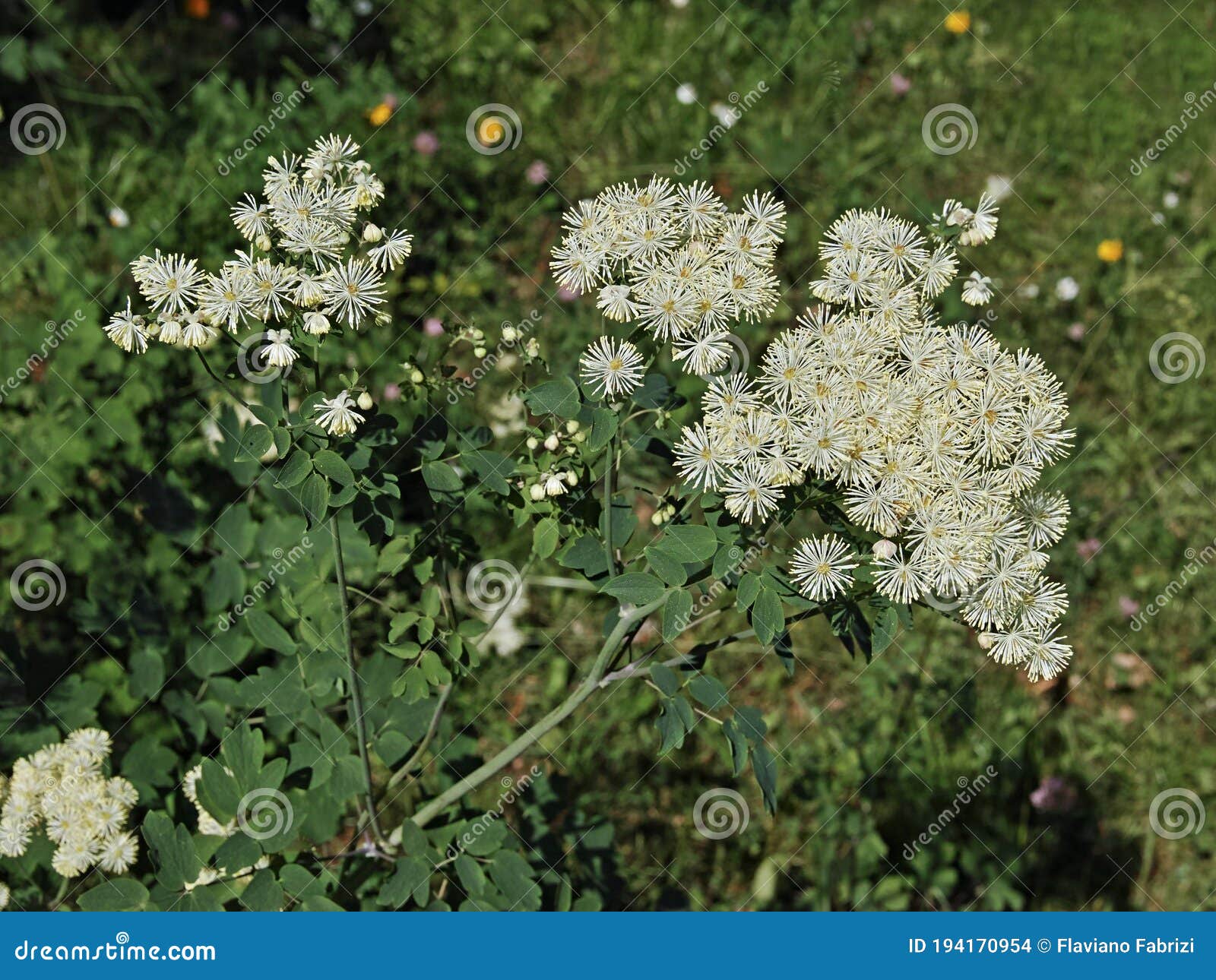 columbine meadow-rue in blooming