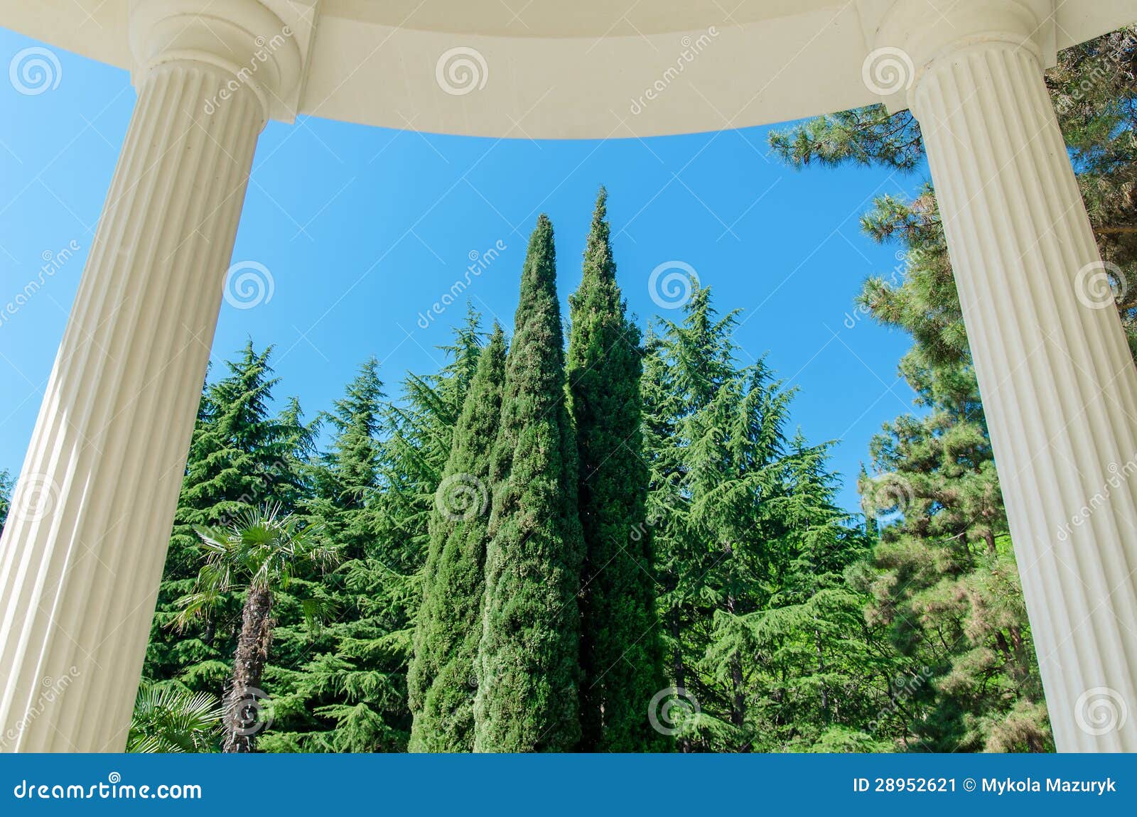 column and tree