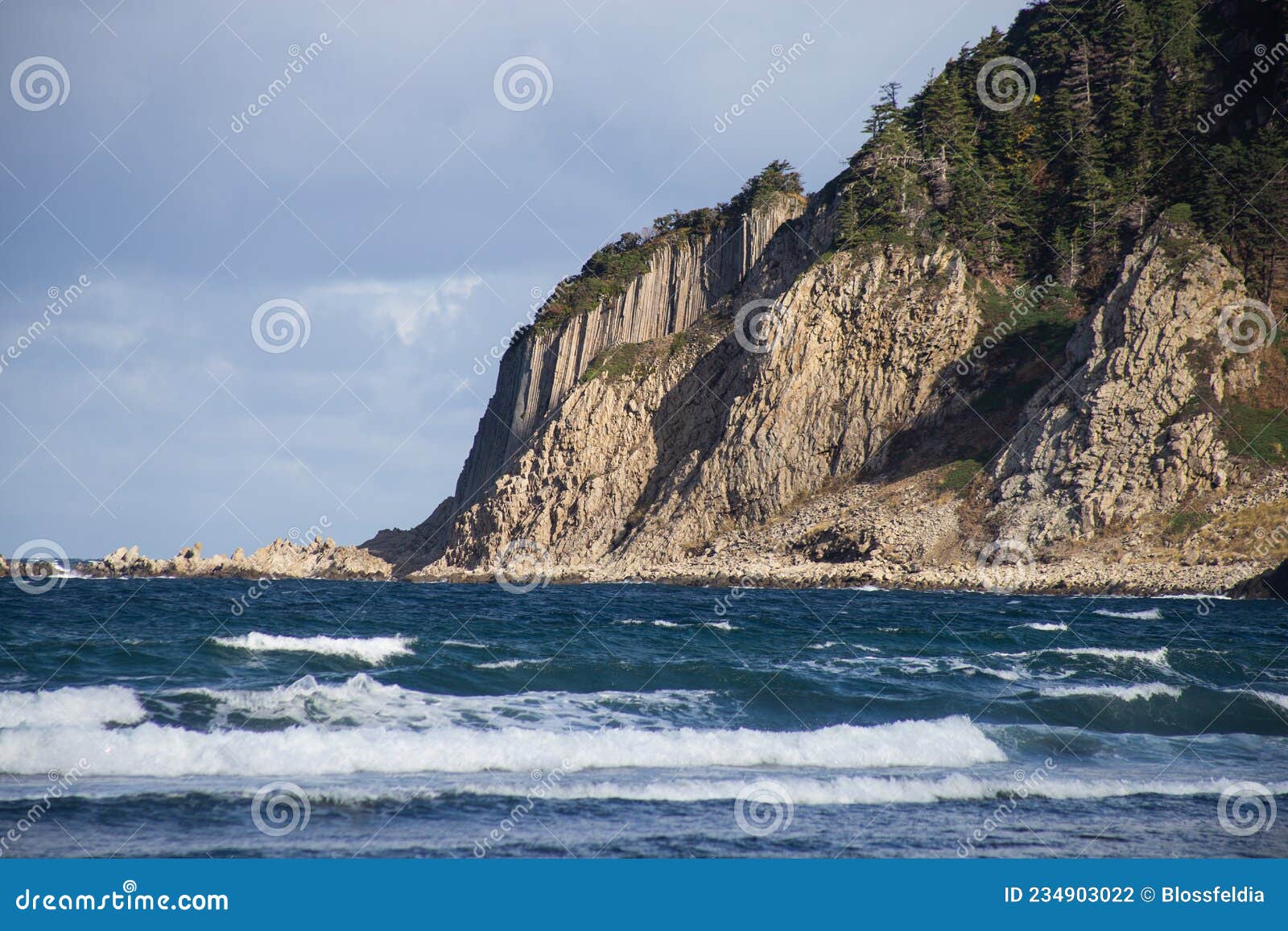 Columnar Oak RoyaltyFree Stock Photo 195176355