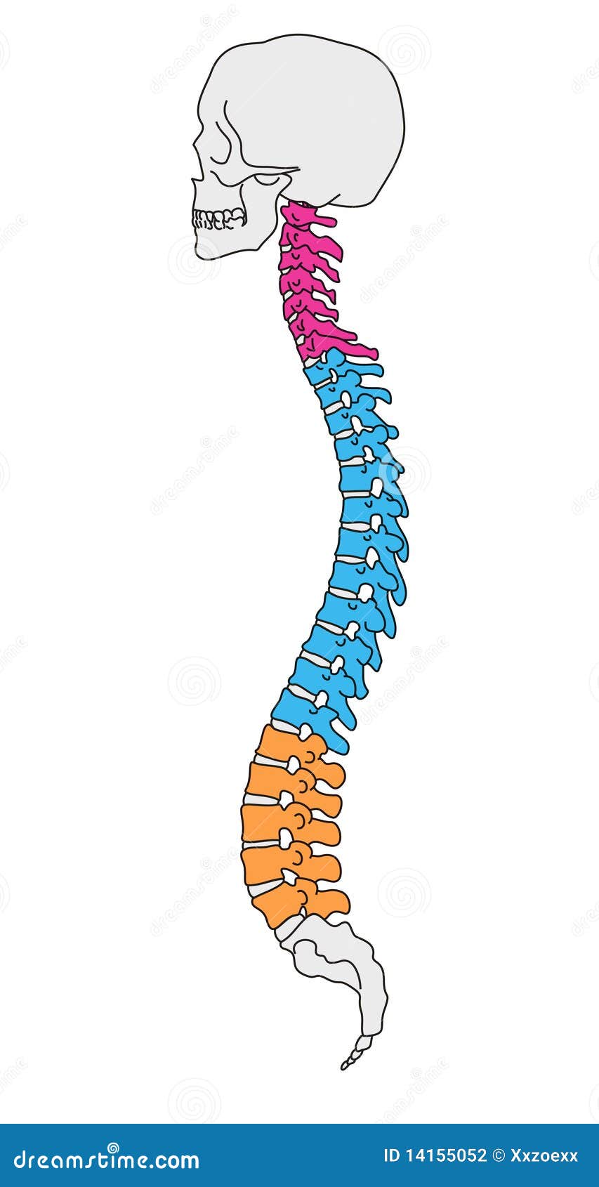 Coluna Vertebral Da Anatomia Ilustração do Vetor - Ilustração de