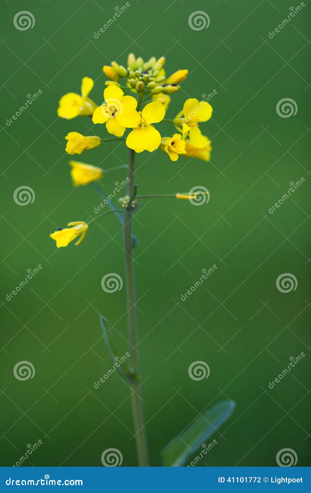 colza (brassica rapa)