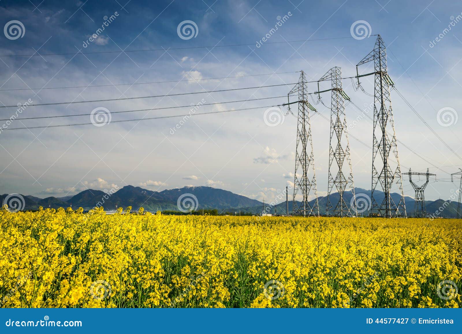 colza field and powerline electricity
