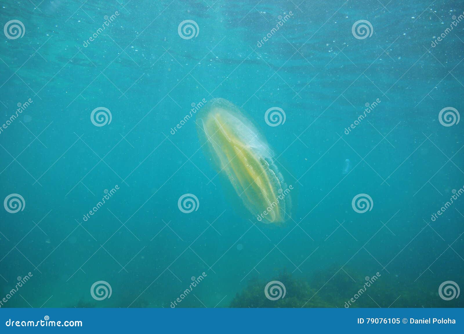Comb jelly in blue water stock image. Image of ocean 79076105