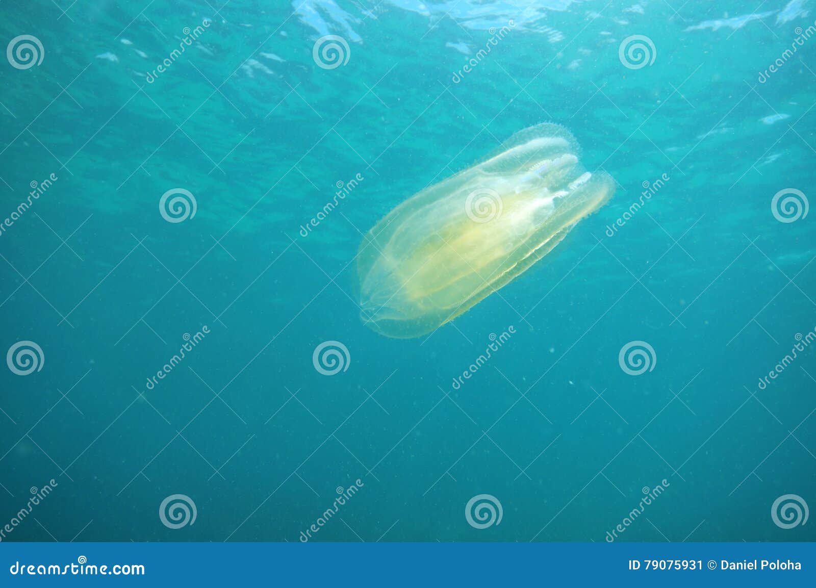 Comb Jelly Near Sea Surface Stock Image Image of translucent, light