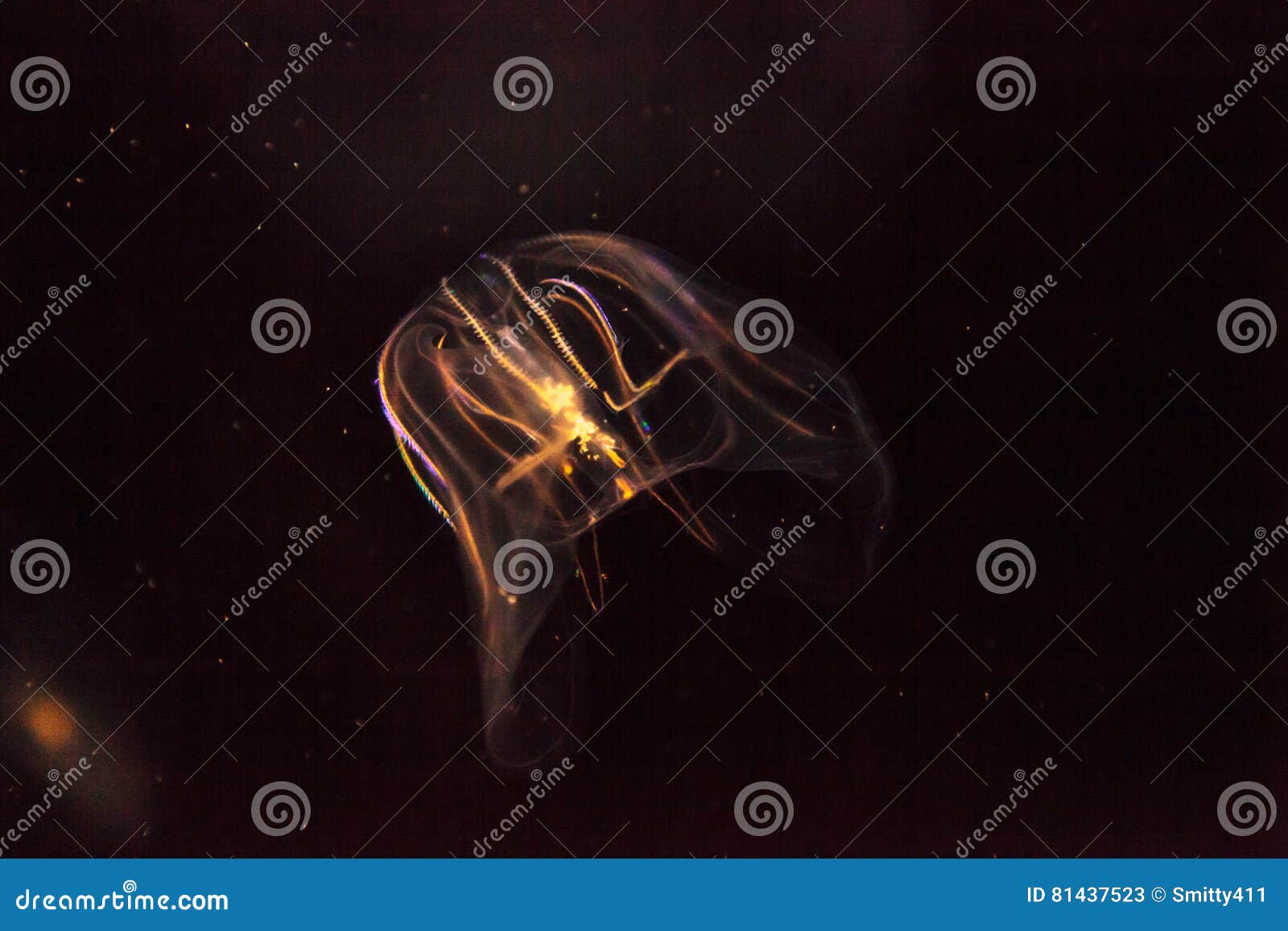 Comb Jellyfish Called Phylum Ctenophore Stock Image Image of phylum, ctenophore 81437523