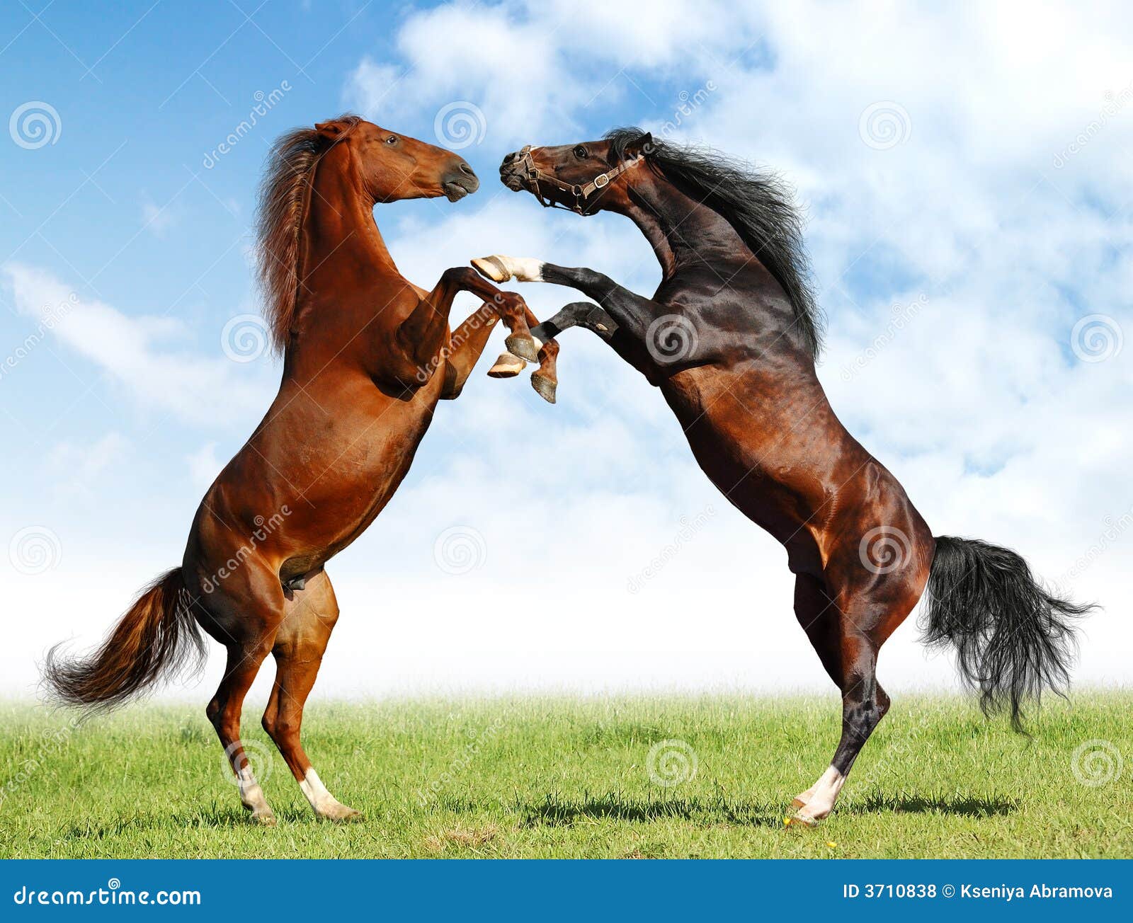 Combat des chevaux photo stock. Image du animal, énergie 3710838