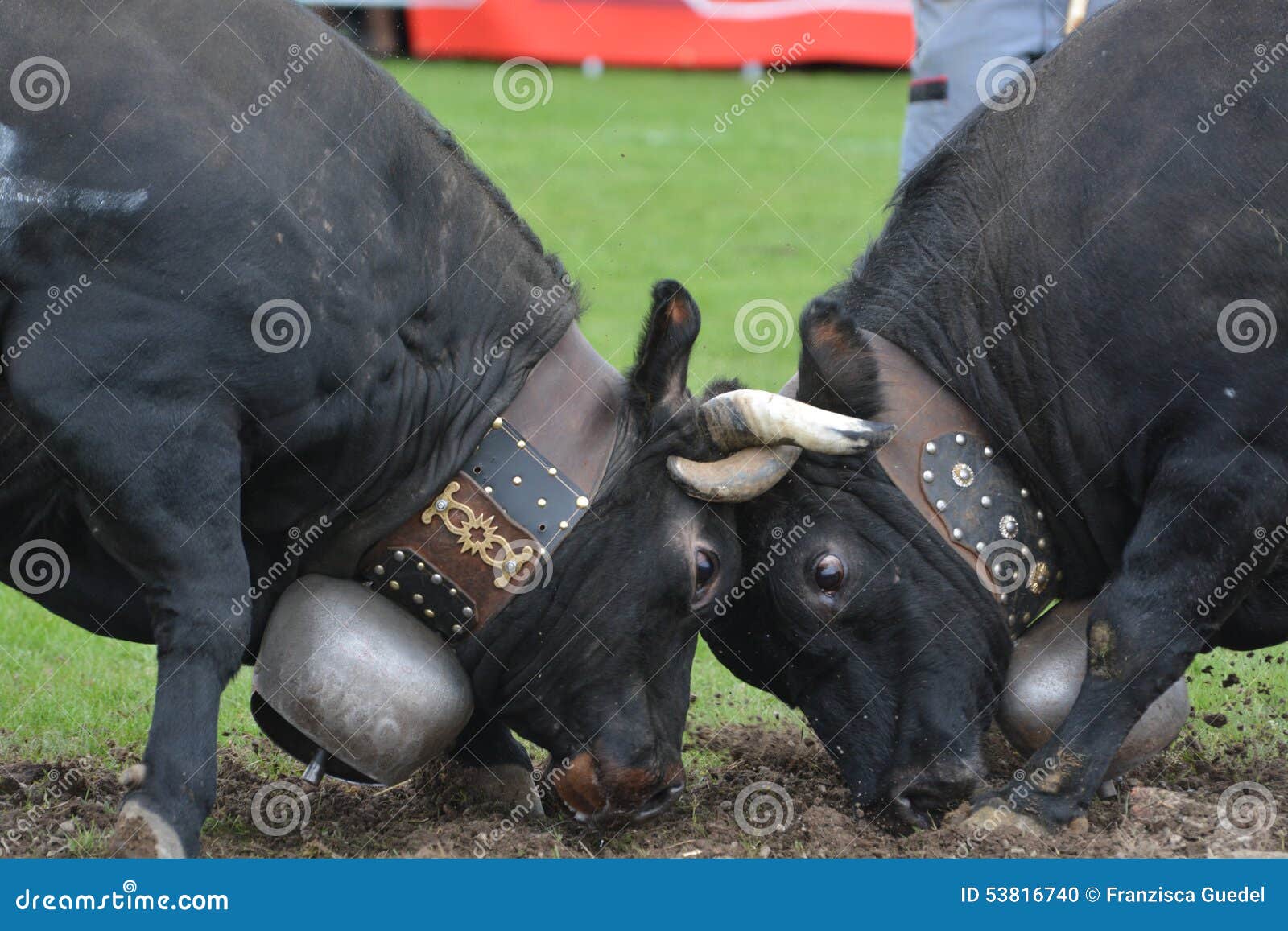 Tag Per Bestiame - Numeri 001-100, Giallo 4x5cm, Per Mucche, Capre, Animali Da Fattoria - Foto 10