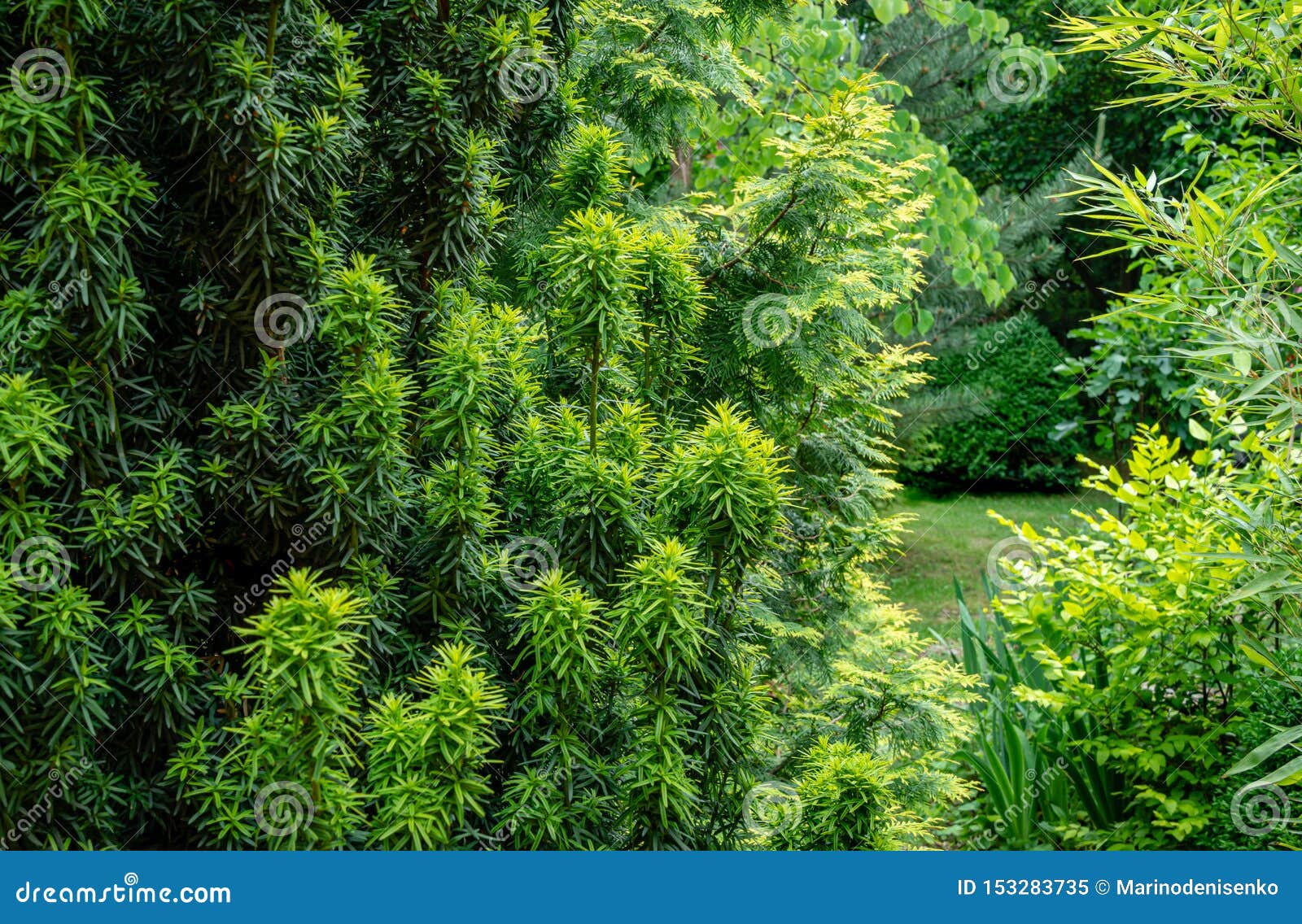 Combination Of Beautiful Column Of Yew Taxus Baccata Fastigiata Aurea On Evergreen Plants Background And Graceful Bamboo Stock Image Image Of Macro Background 153283735