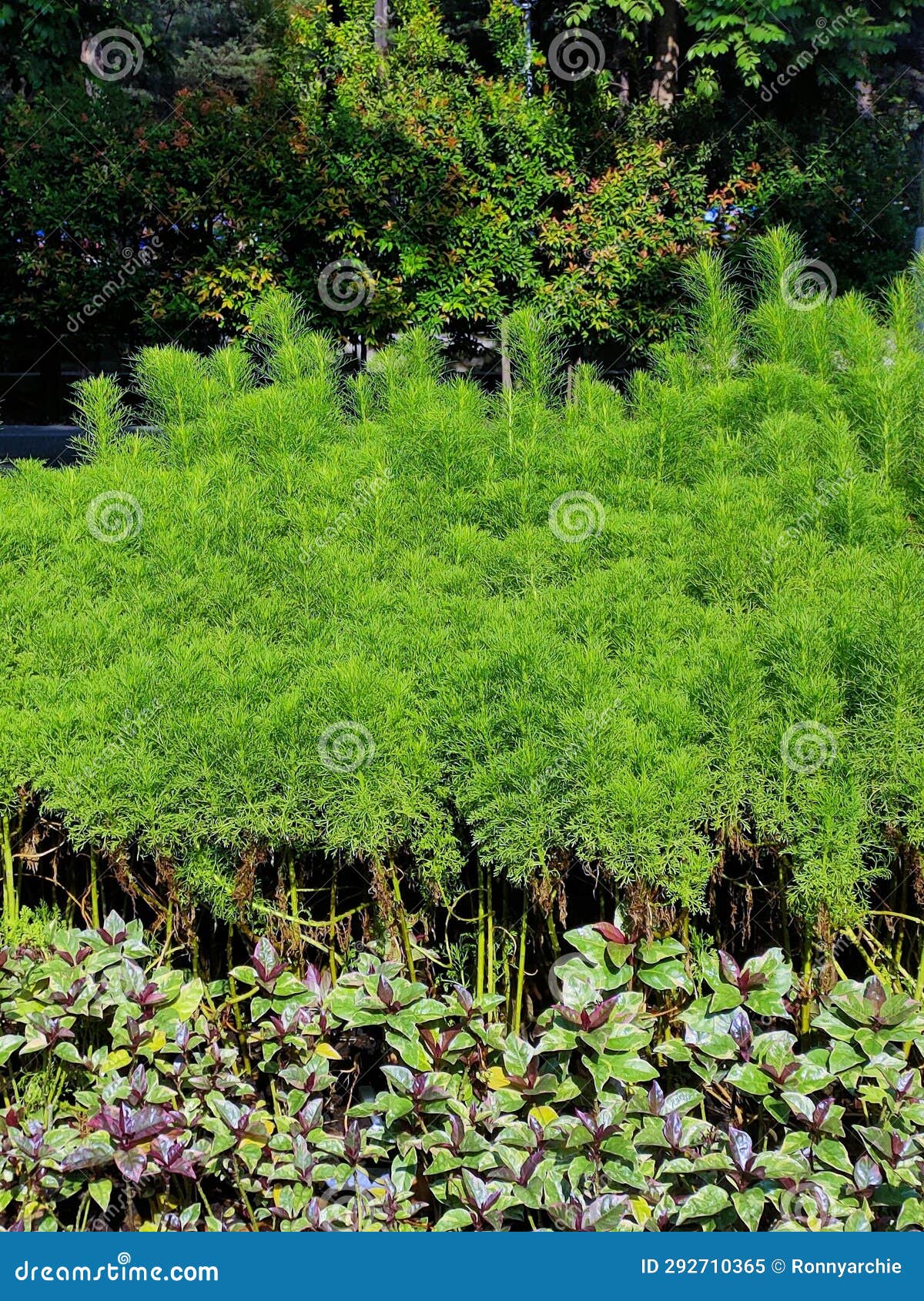 A Combination of Two Shrubs Stock Image Image of fresh, pattern