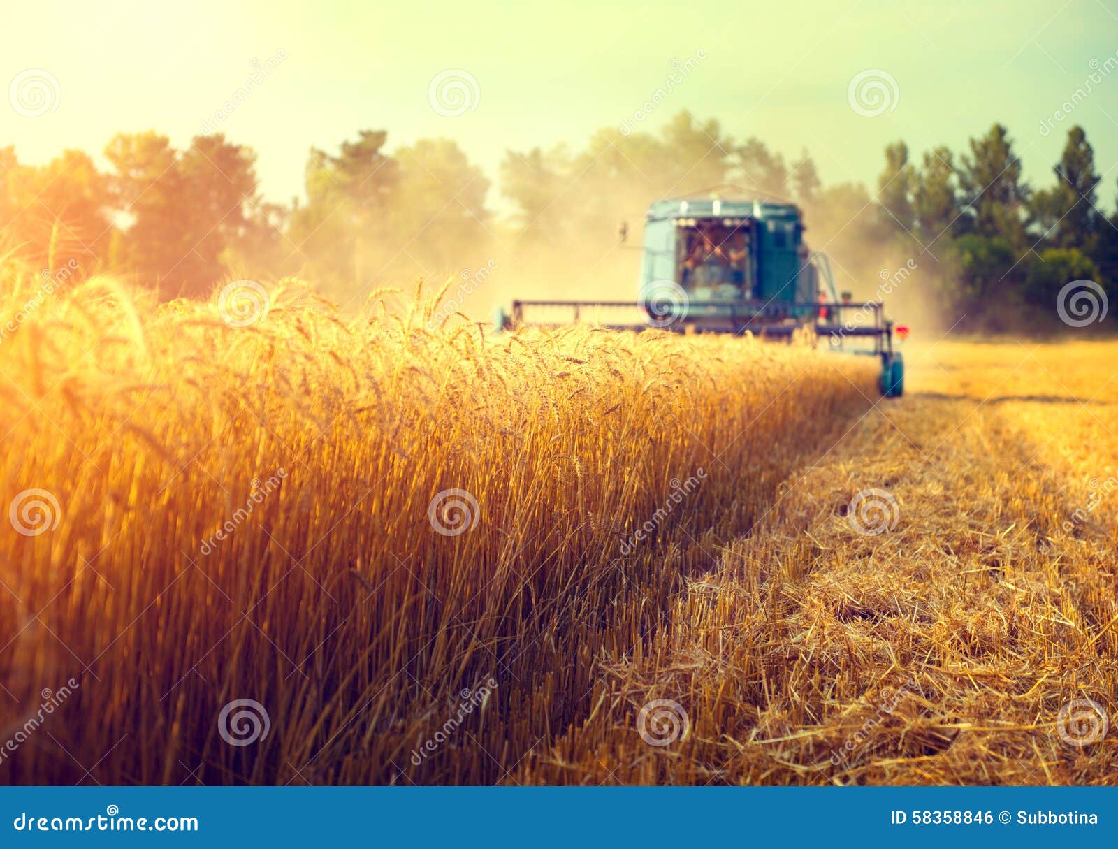 combine harvester harvesting wheat field