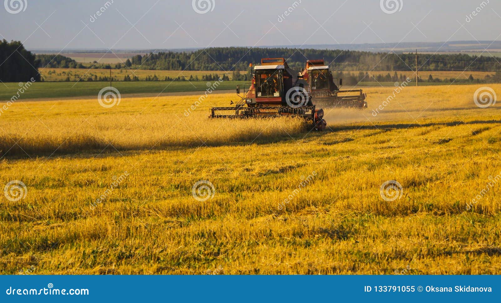 combine harvester. old combine harvester working on the wheat field kombain collects on the wheat crop. agricultural machinery in