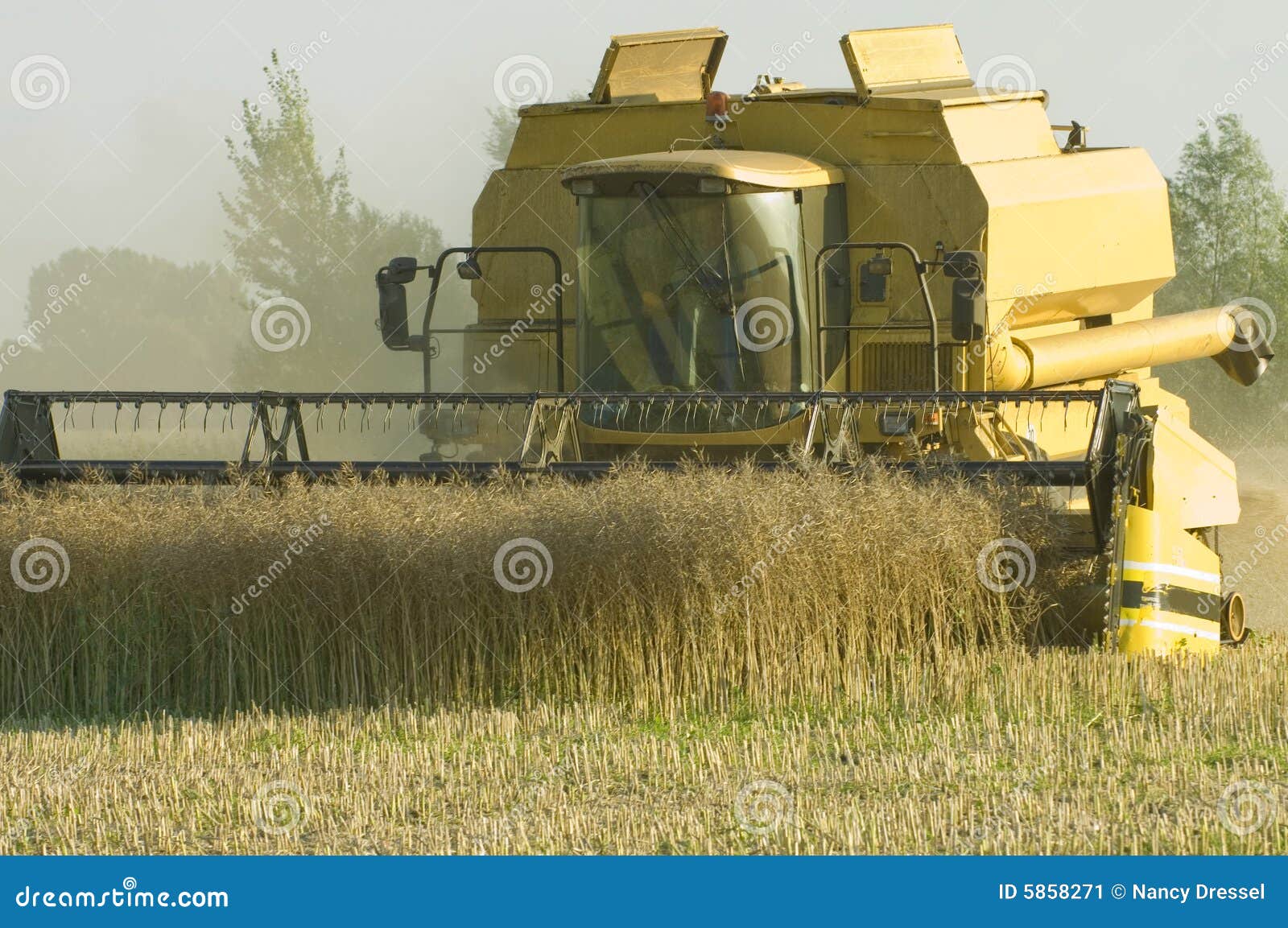 combine harvester during canola harvest