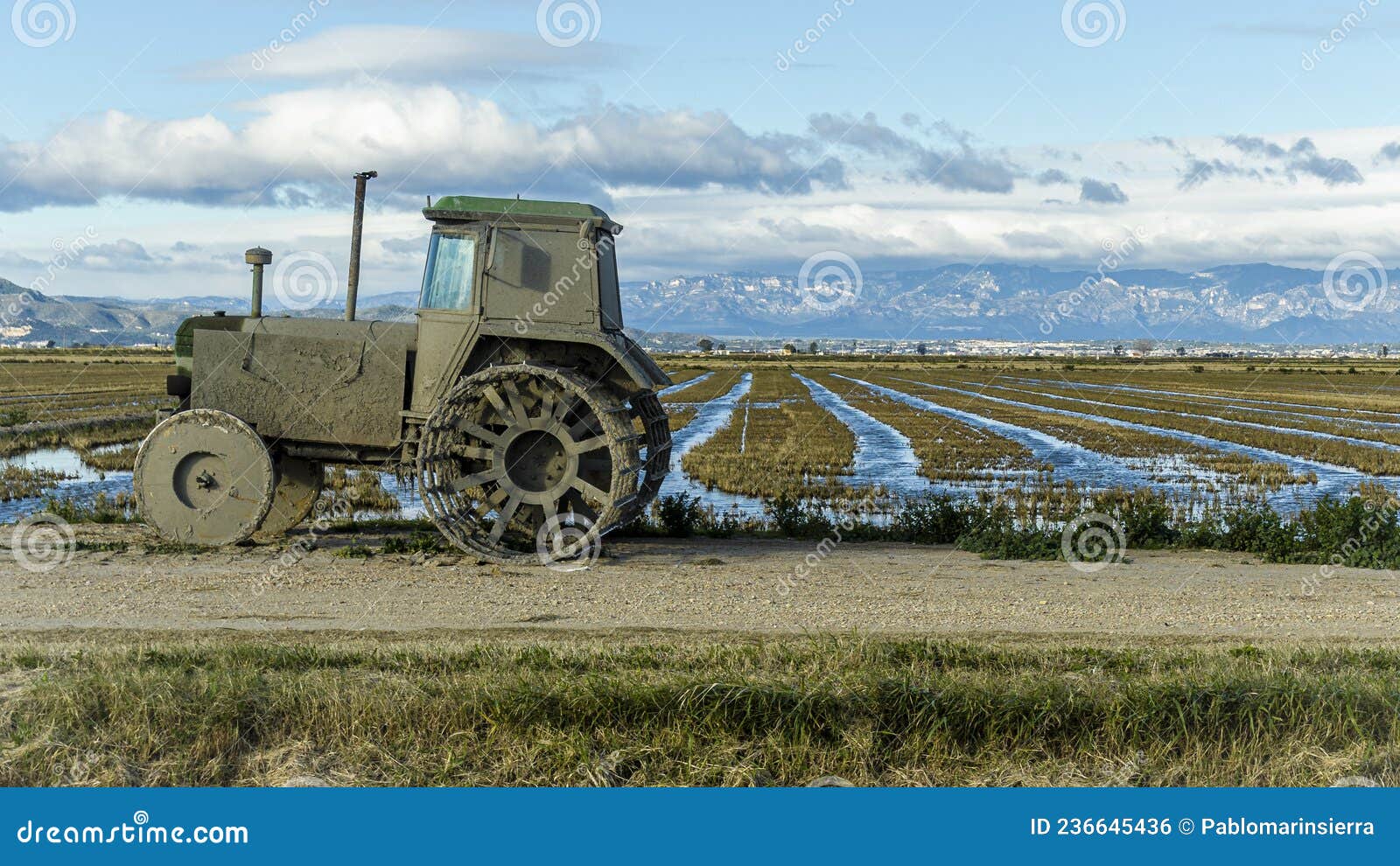 combine harvester in a rice field in the ebro delta