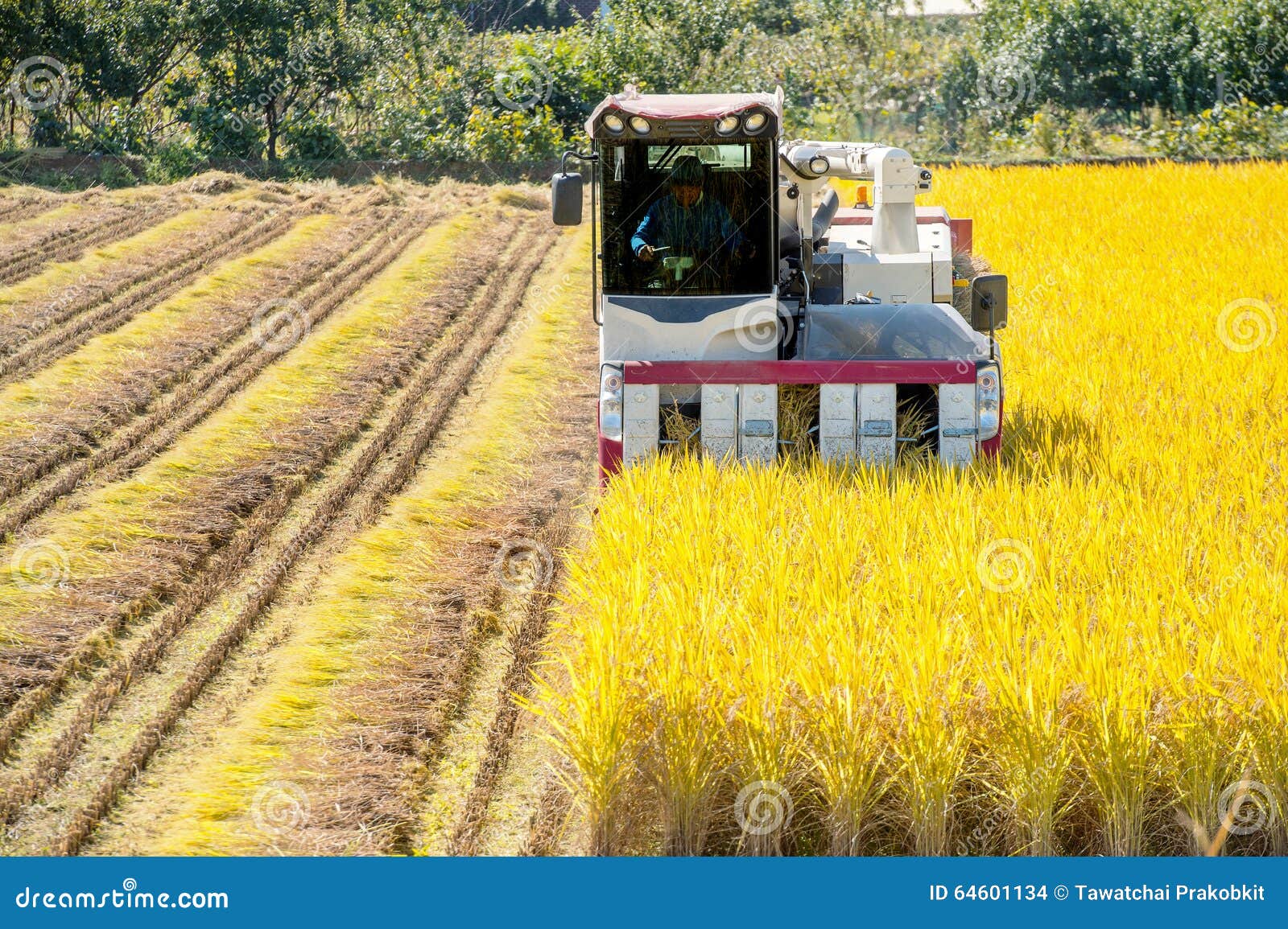 Combine Harvester in Rice Field during Harvest Time. Stock Photo Image of nature, wheat 64601134