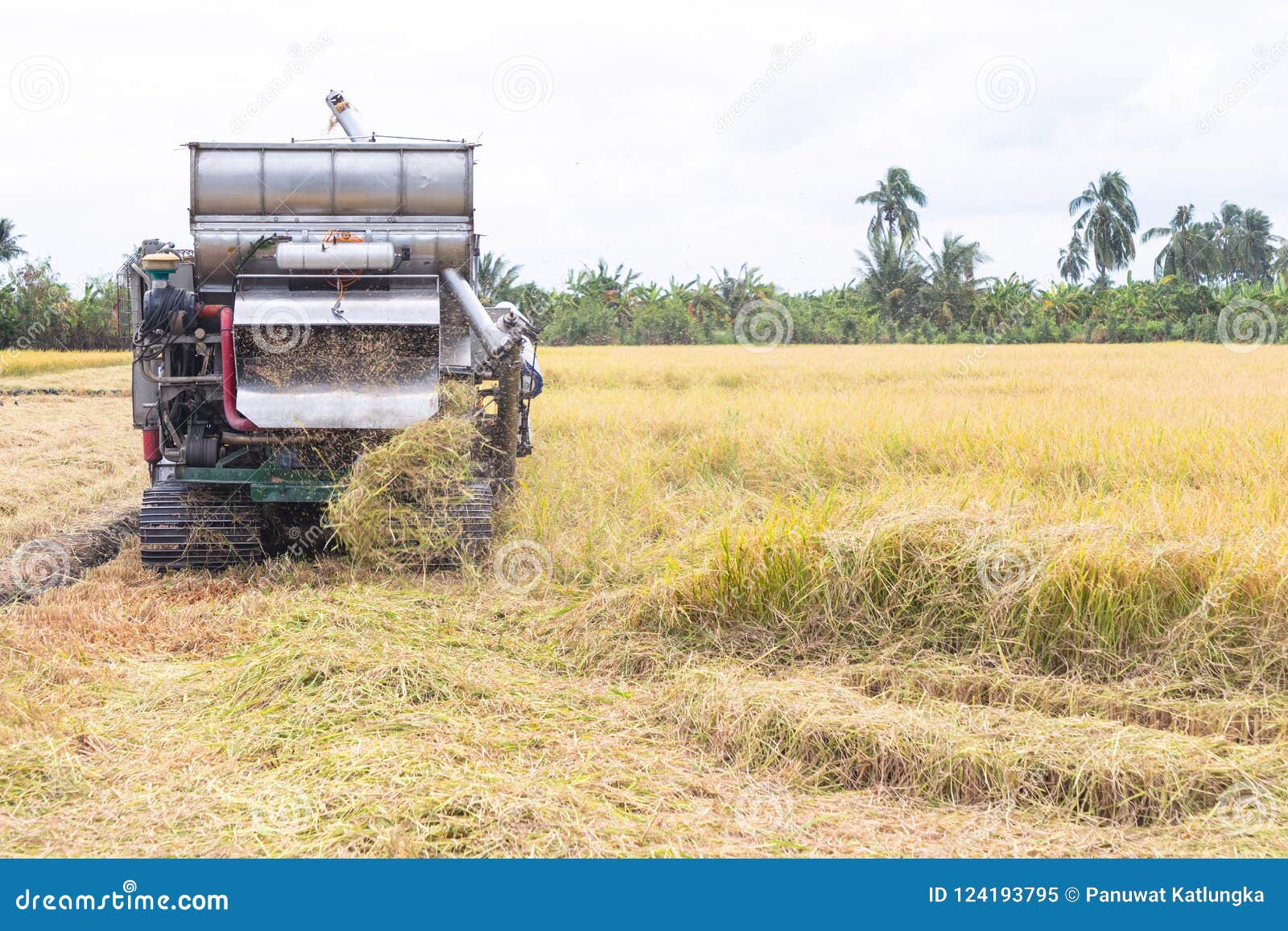 Combine Harvesters Machine Harvesting Paddy Stock Image - Image of