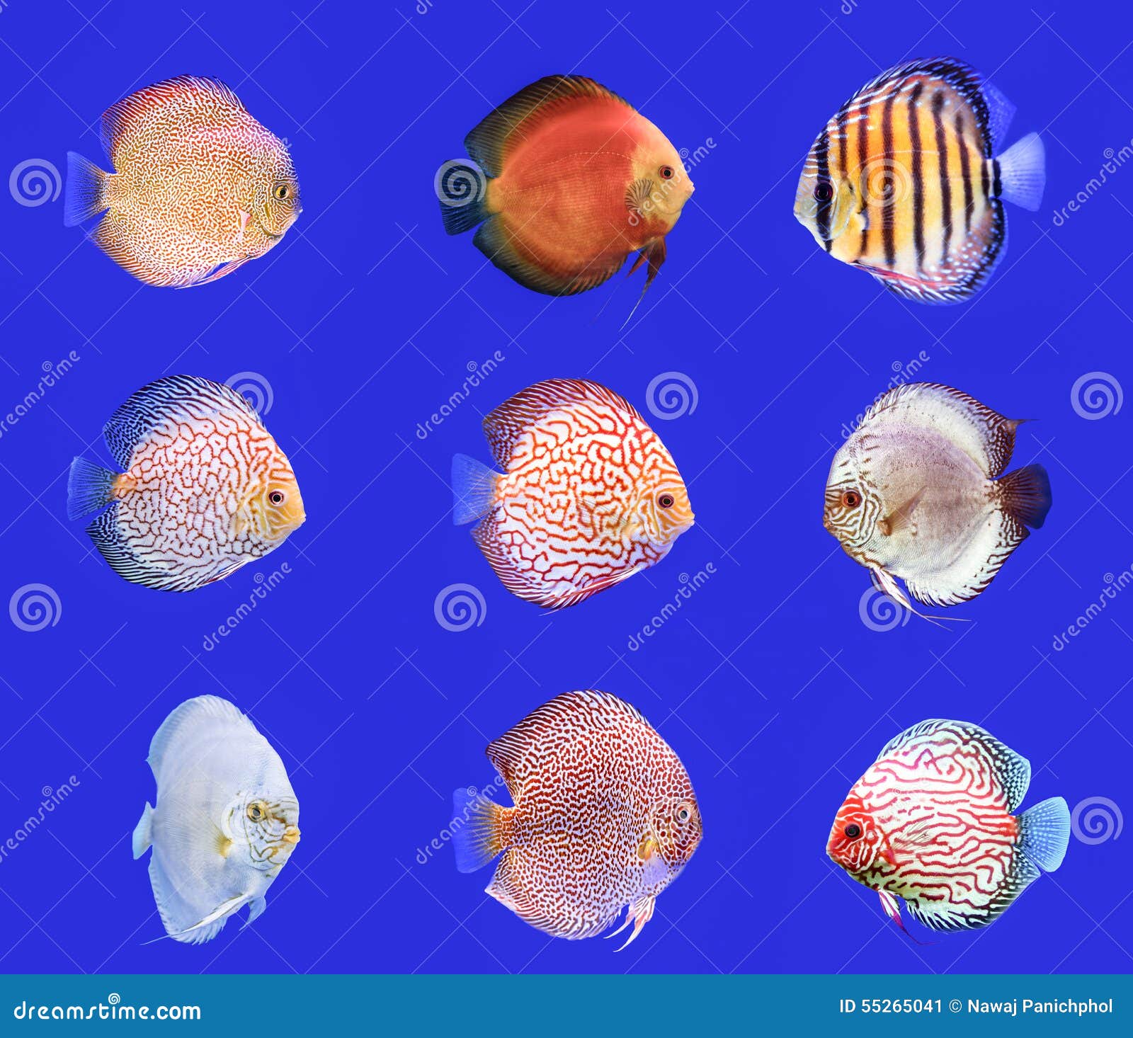 Combined Discus Fish stock image. Image of combined, discus 55265041